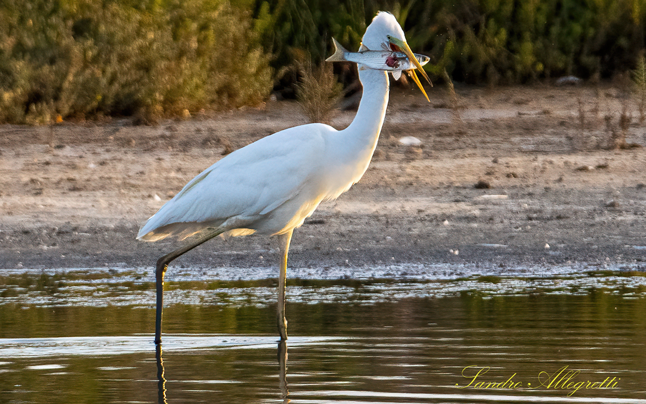 Airone bianco maggiore (Casmerodius alba)