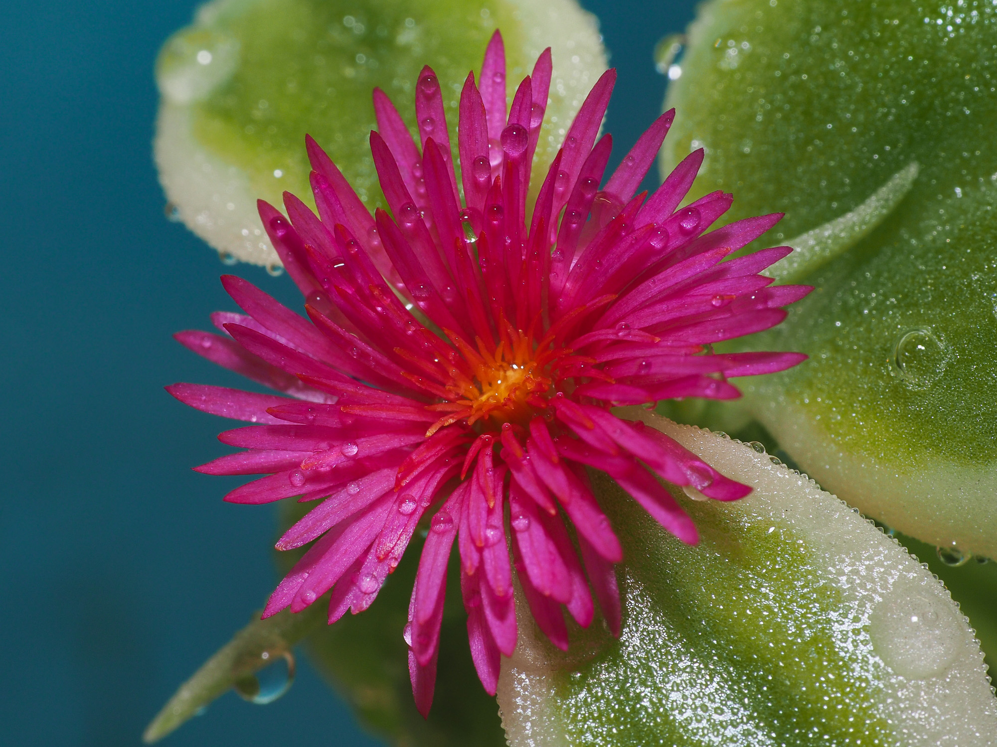 Flower aptenia cordifolia
