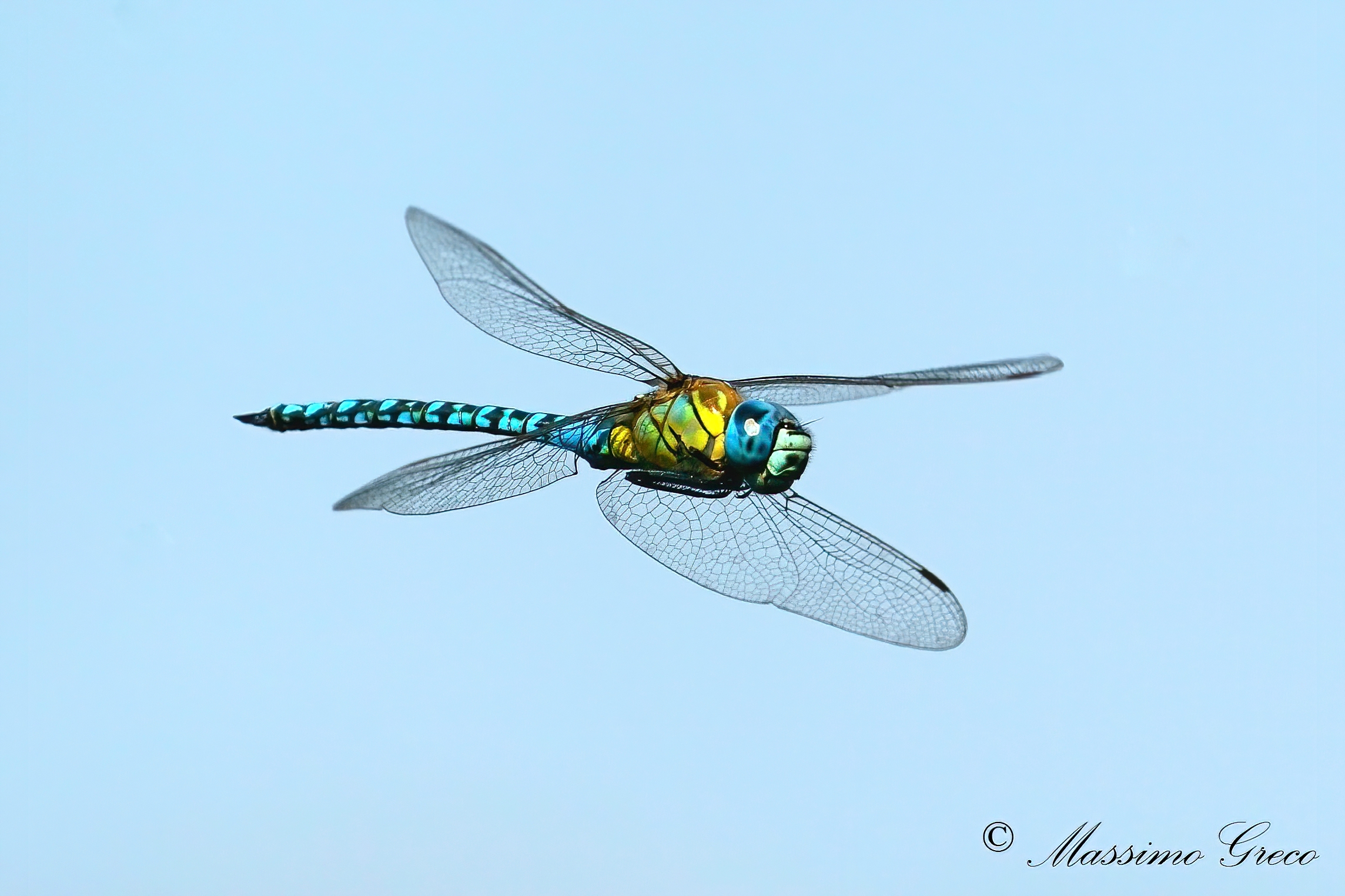 Dragonfly Emperor or Blue Emperor (Anax imperator)