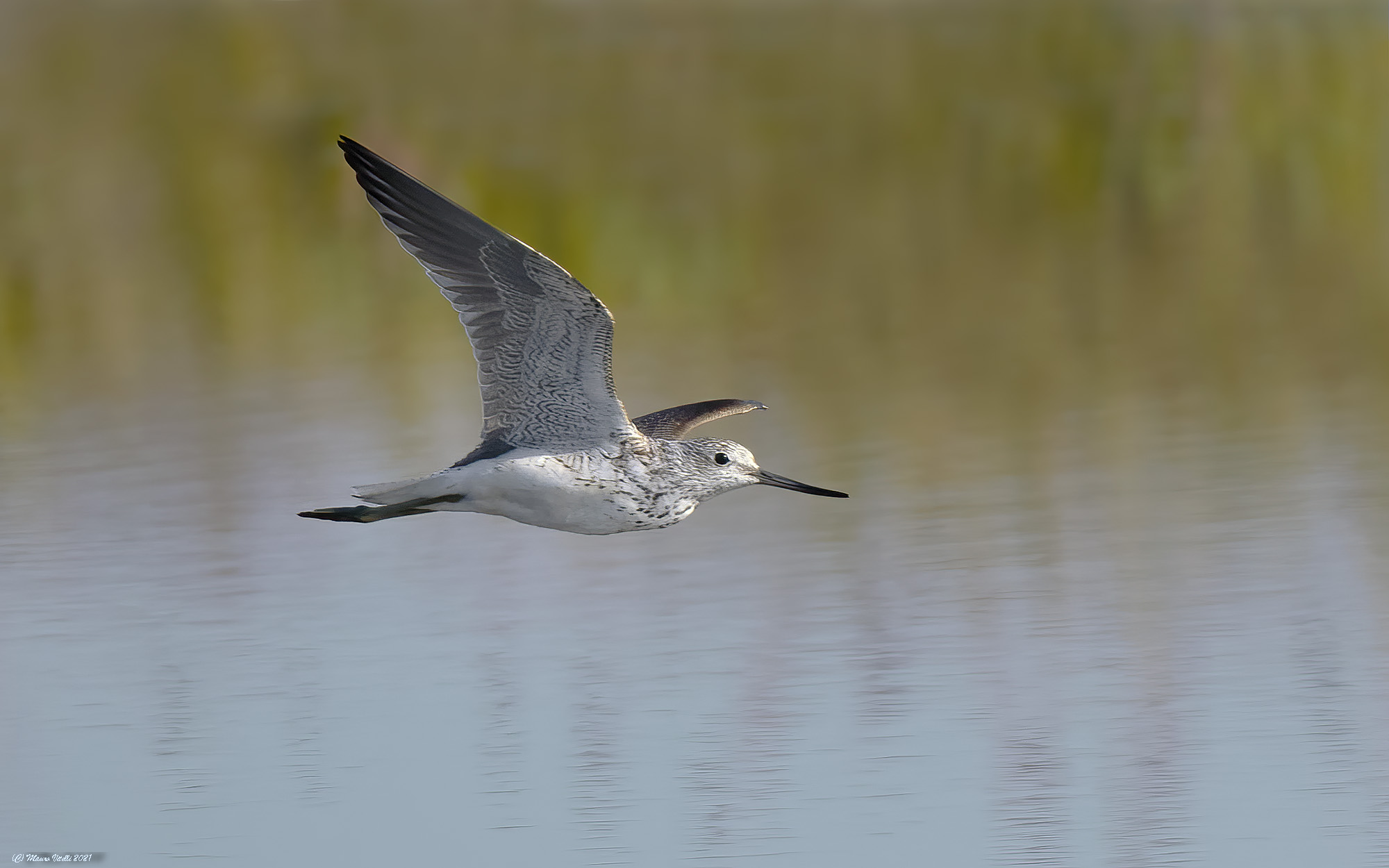 Pantana (Tringa nebularia)