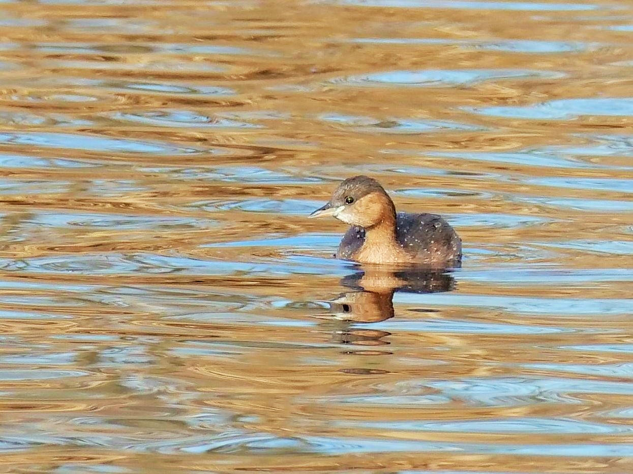 Tuffetto (Tachybaptus ruficollis)