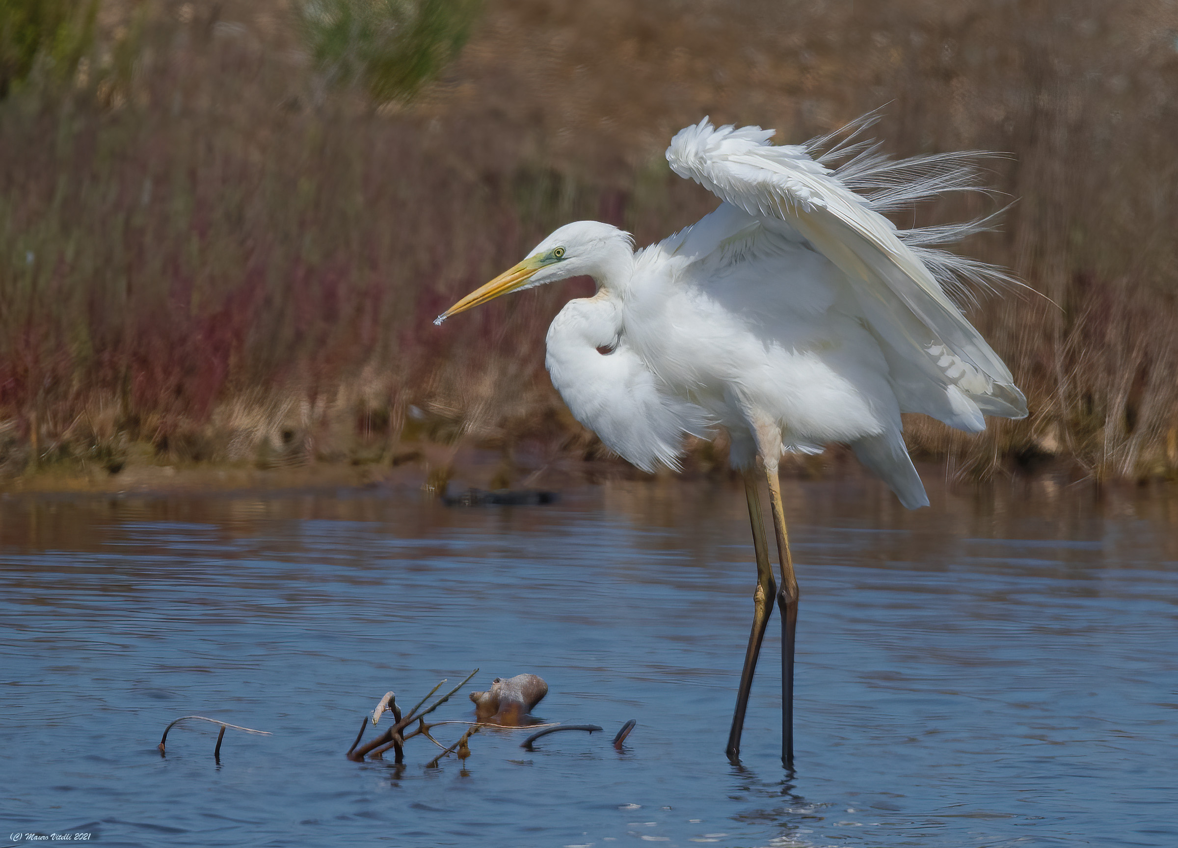 Great White Heron (Casmerodius albus)