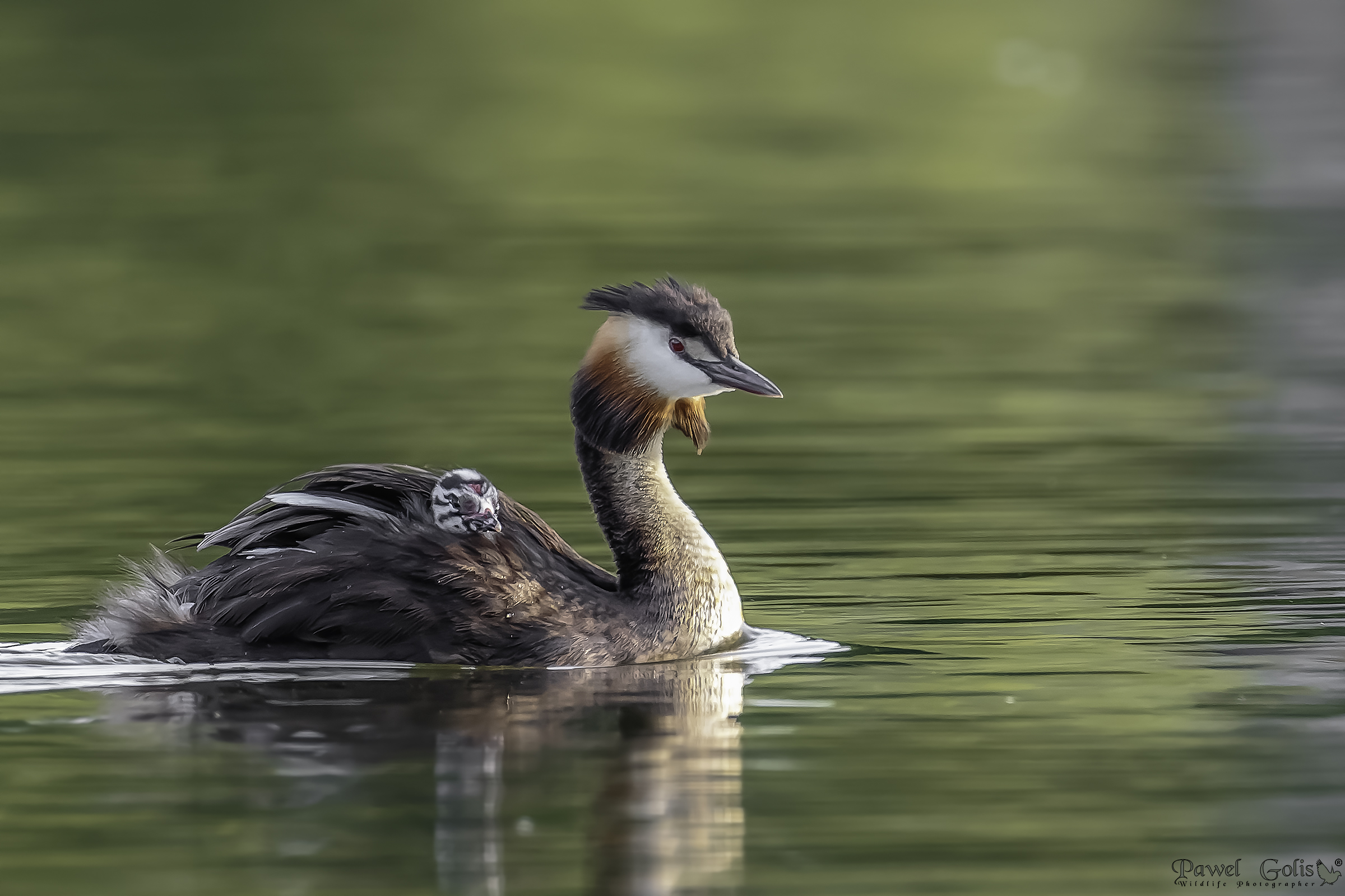 Grande svasso crestato (podiceps cristatus)