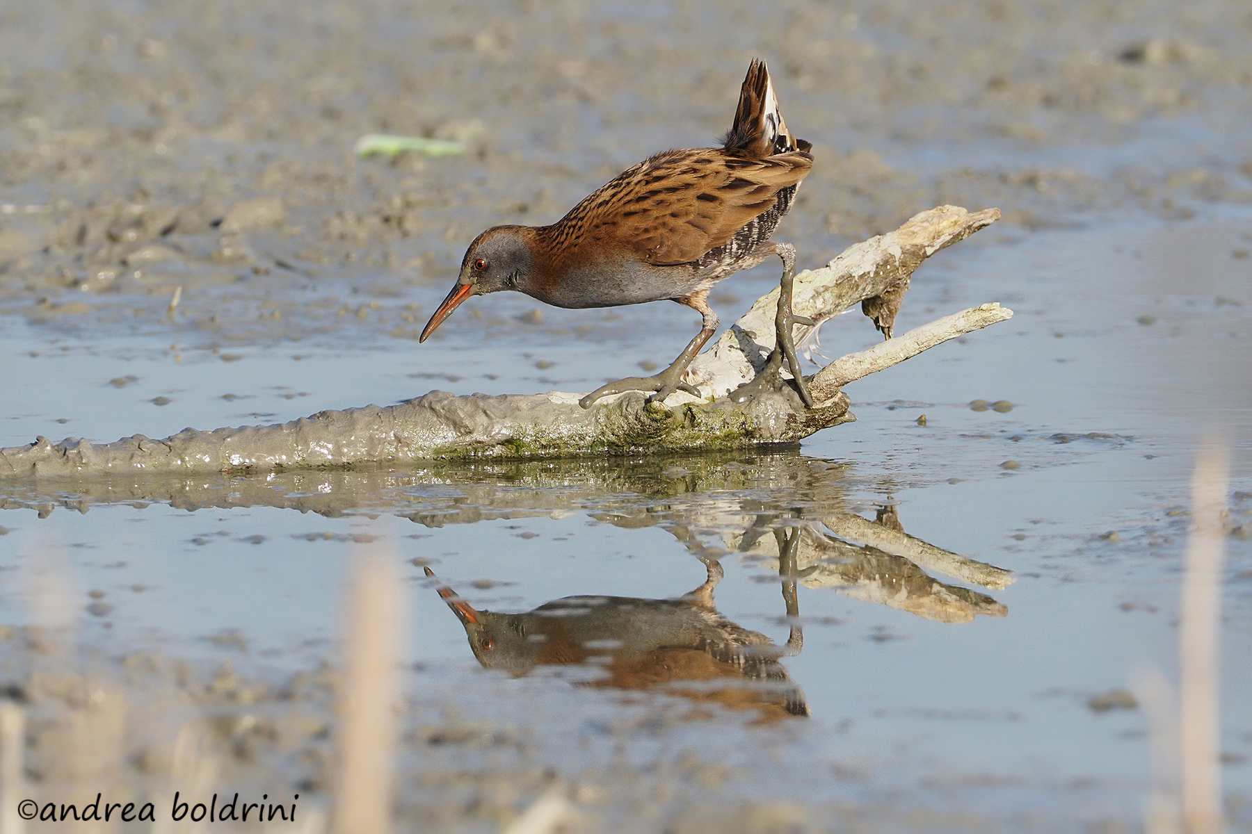 water rail
