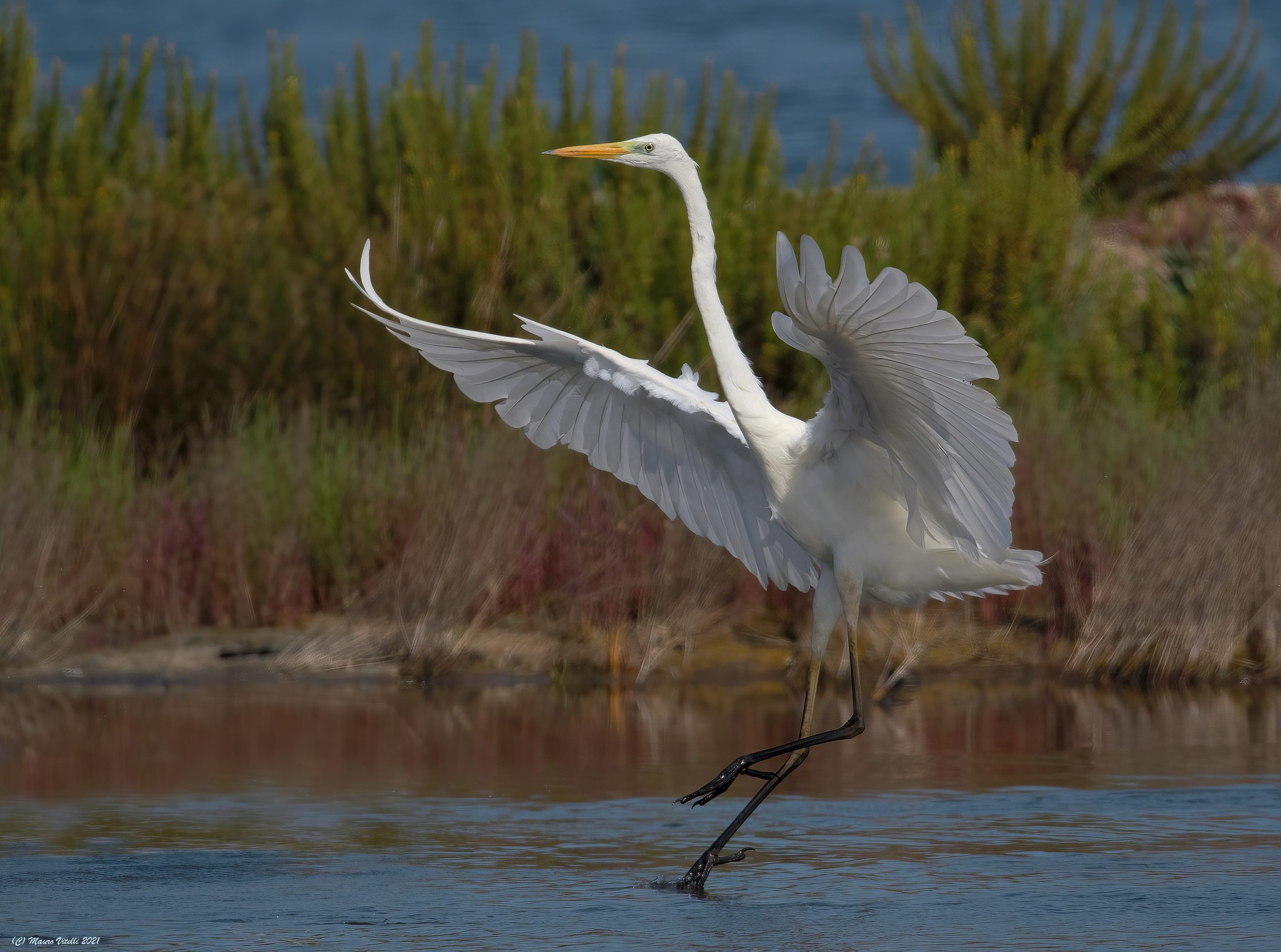 Great White Heron (Casmerodius albus)