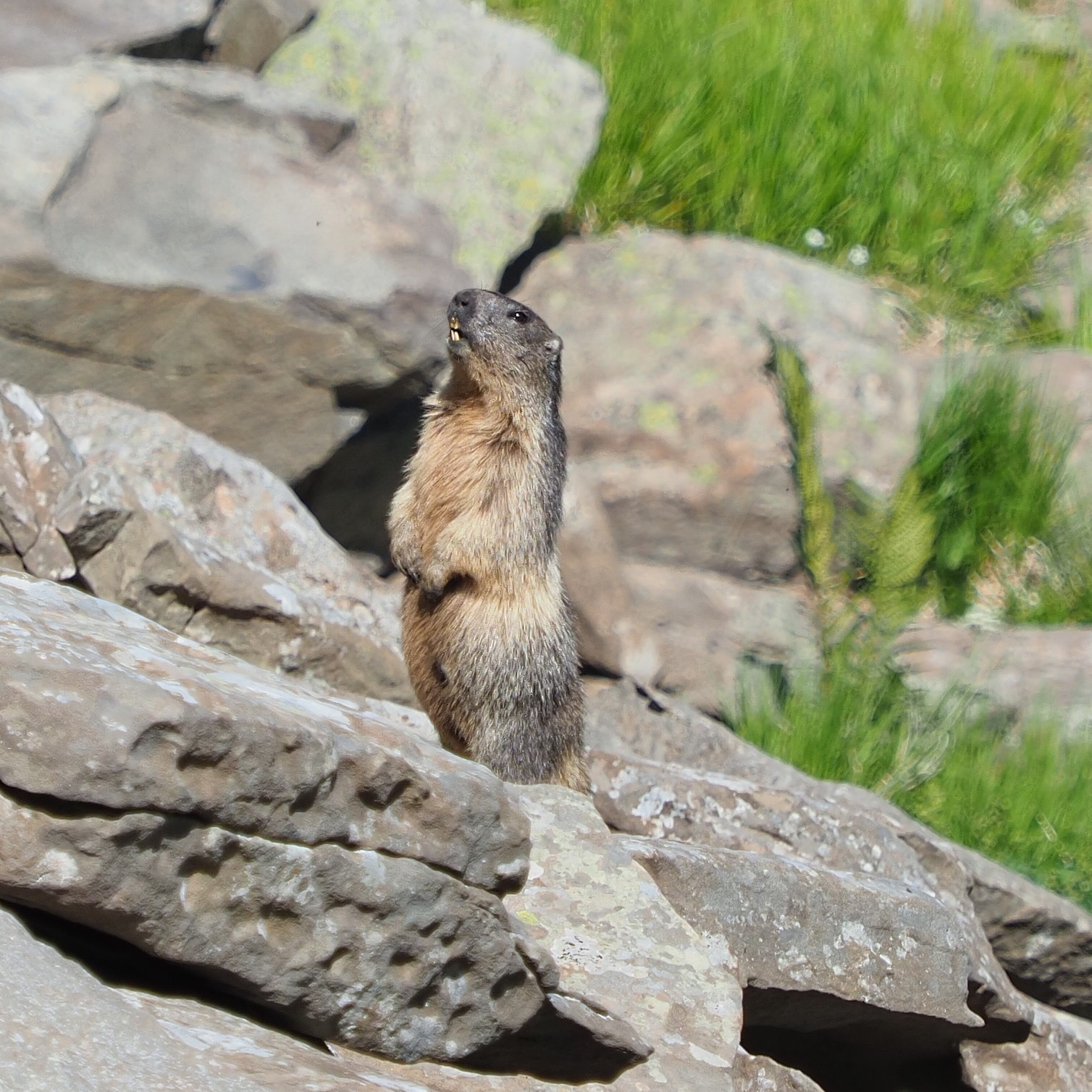 La sentinella dell' Appennino Tosco Emiliano