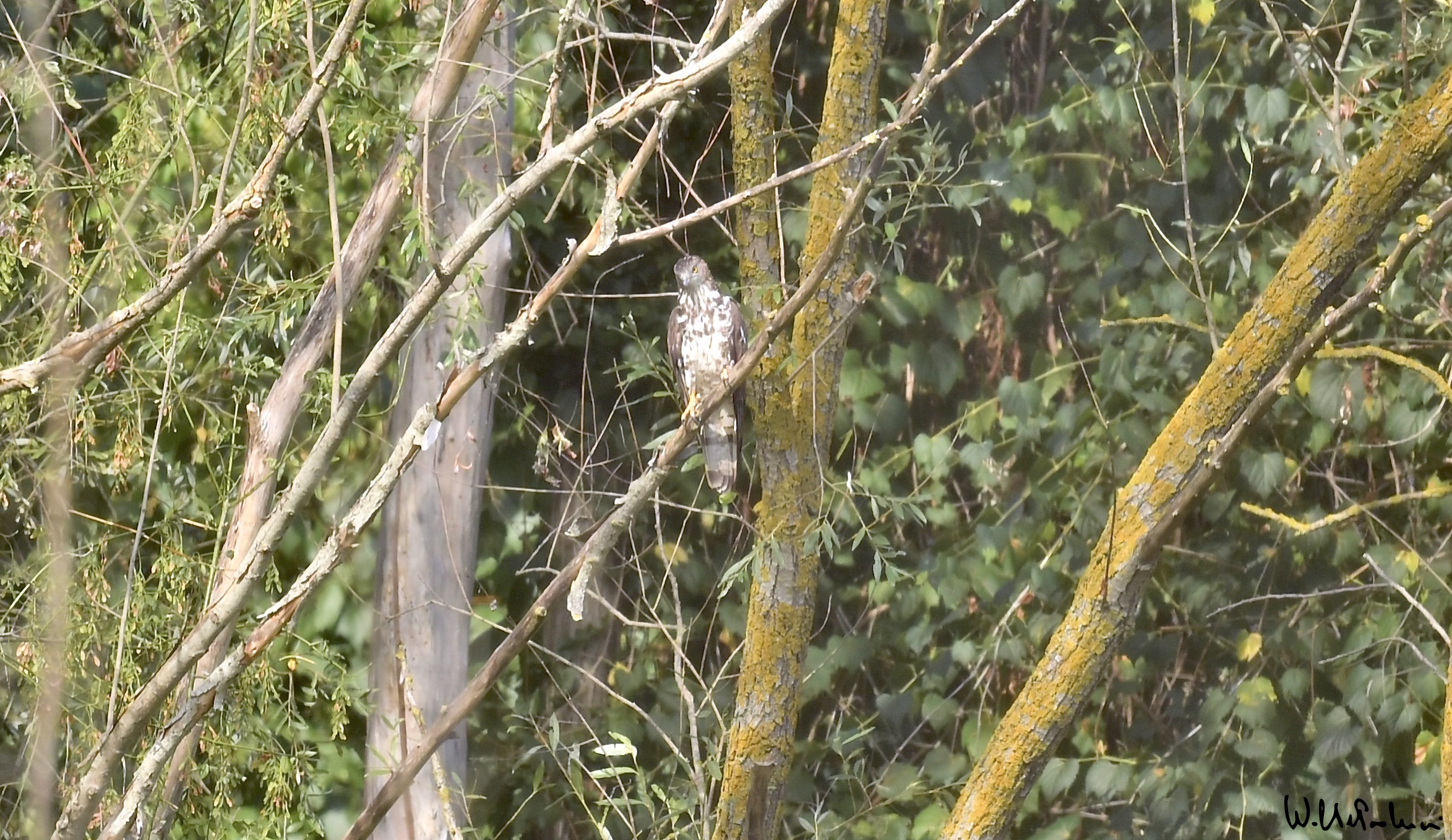 Young buzzard