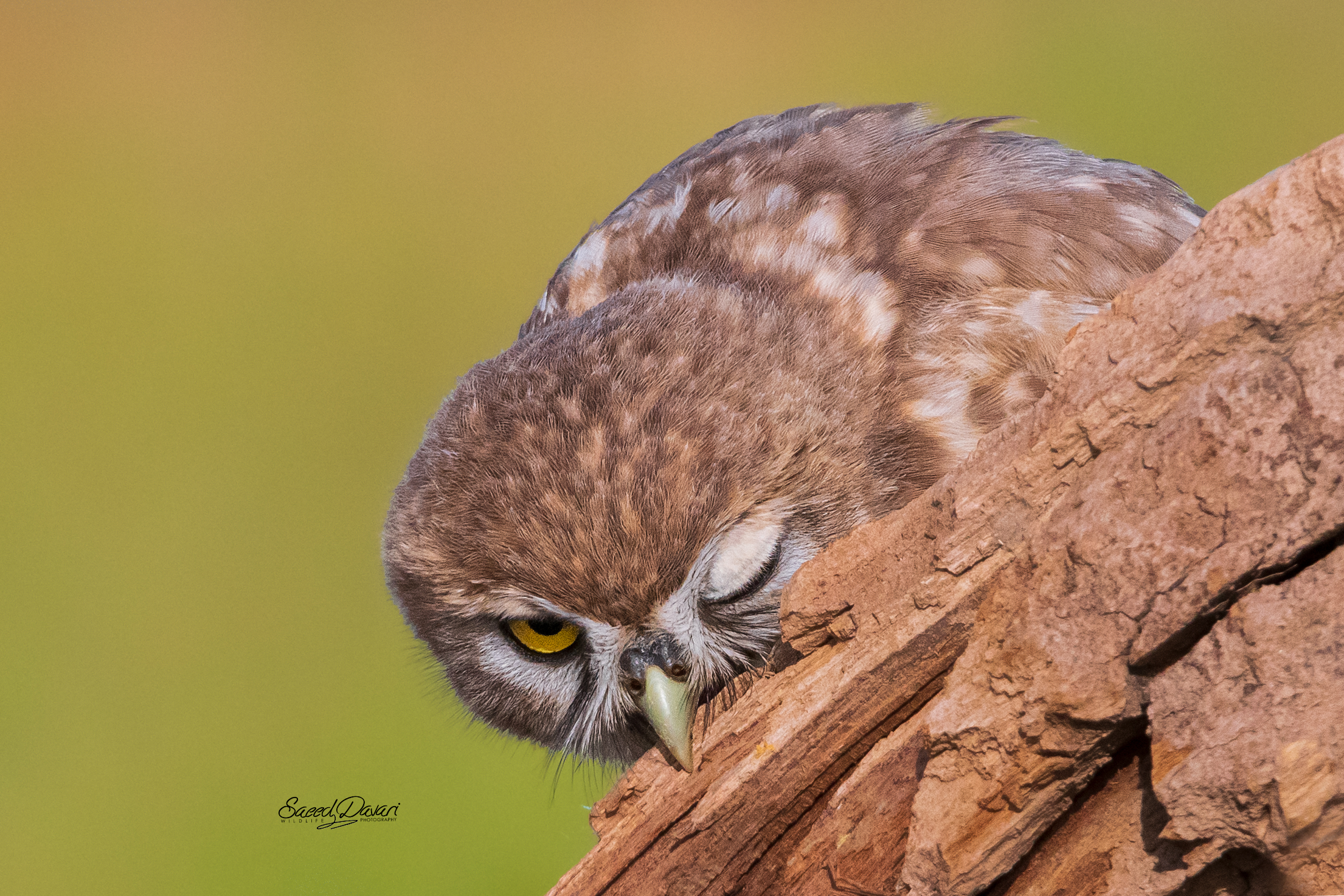 Nikond500, sigama 150_600s