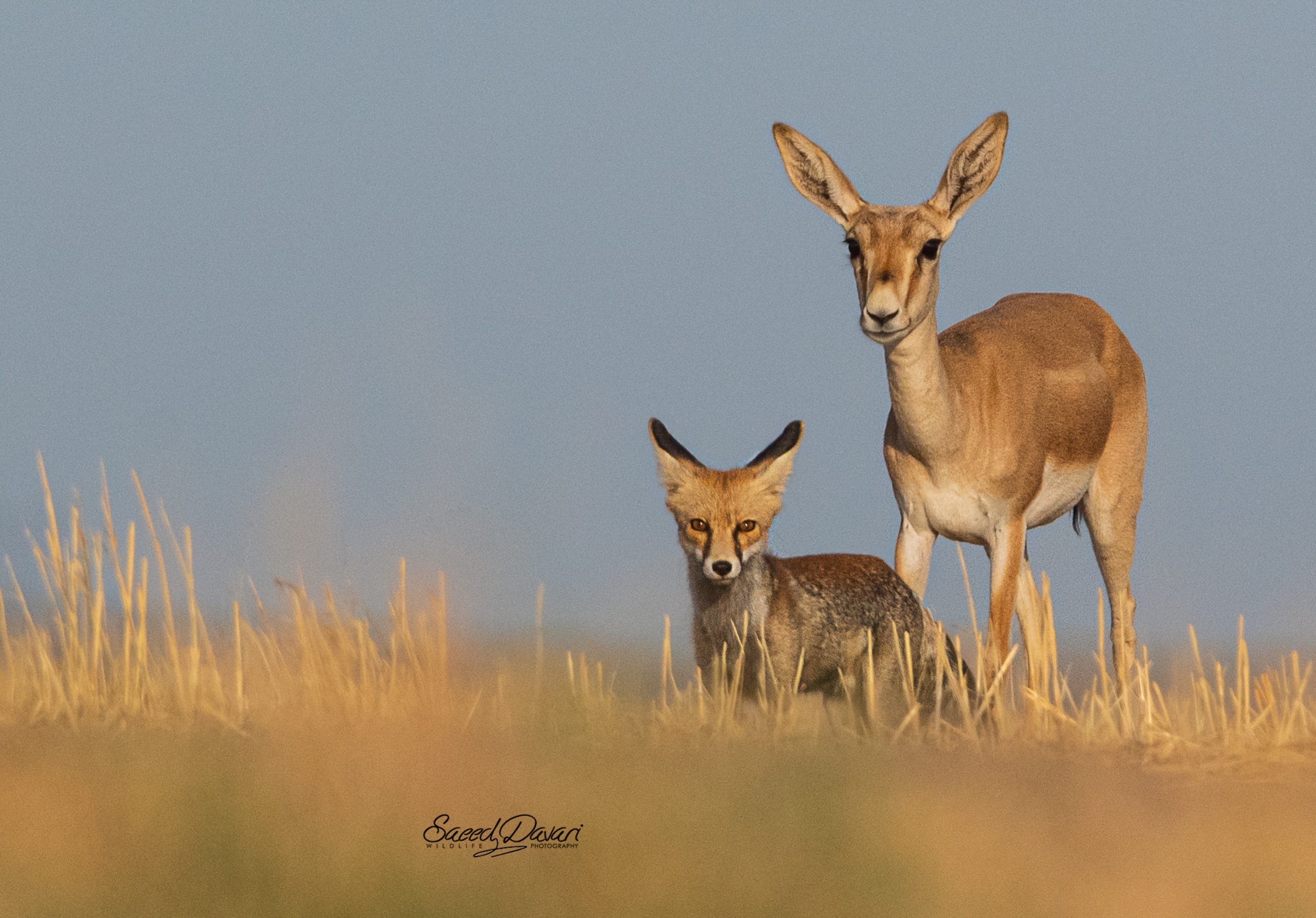 Nikon d500, sigma 150_600s