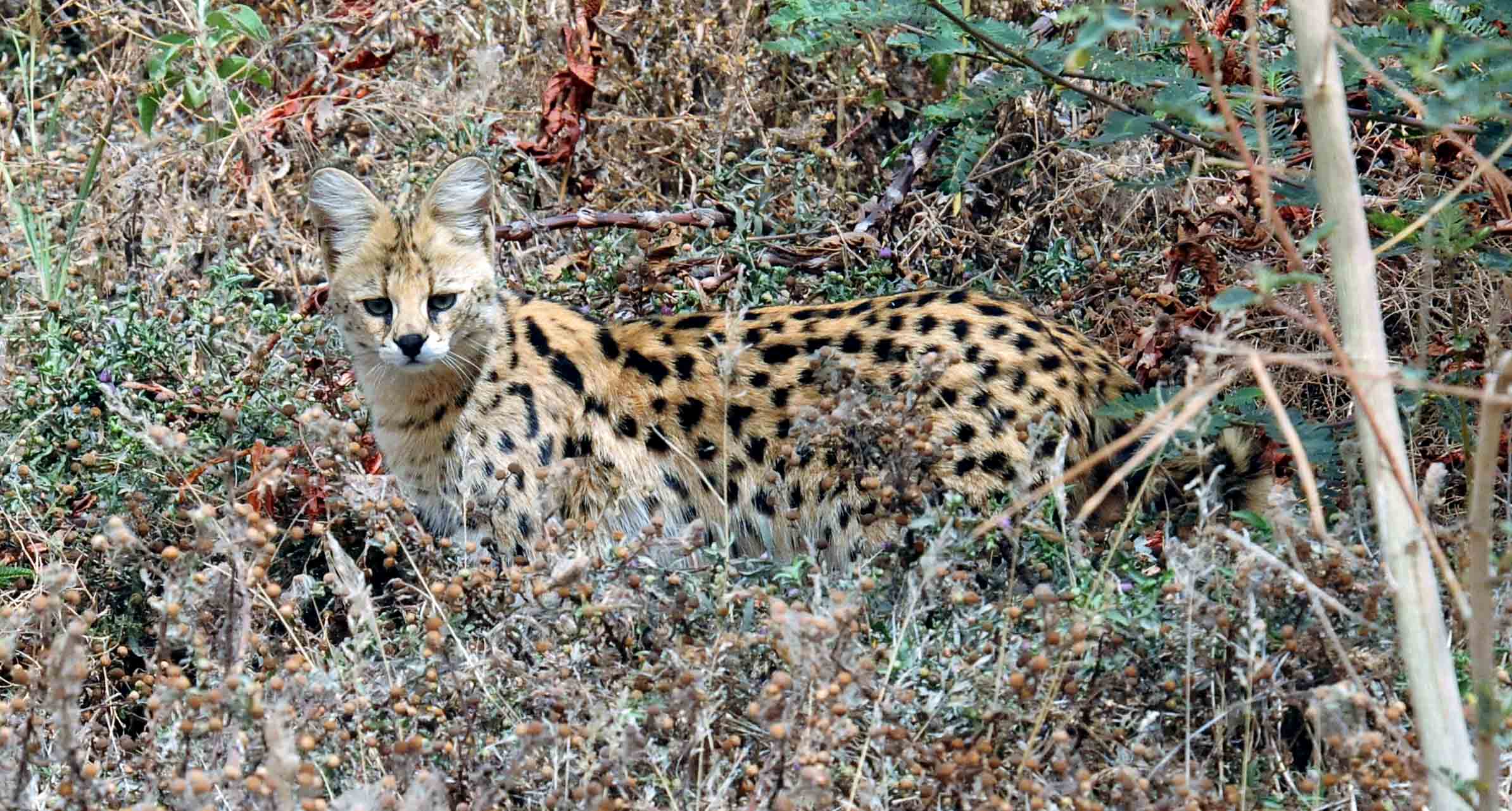 Serval Cat