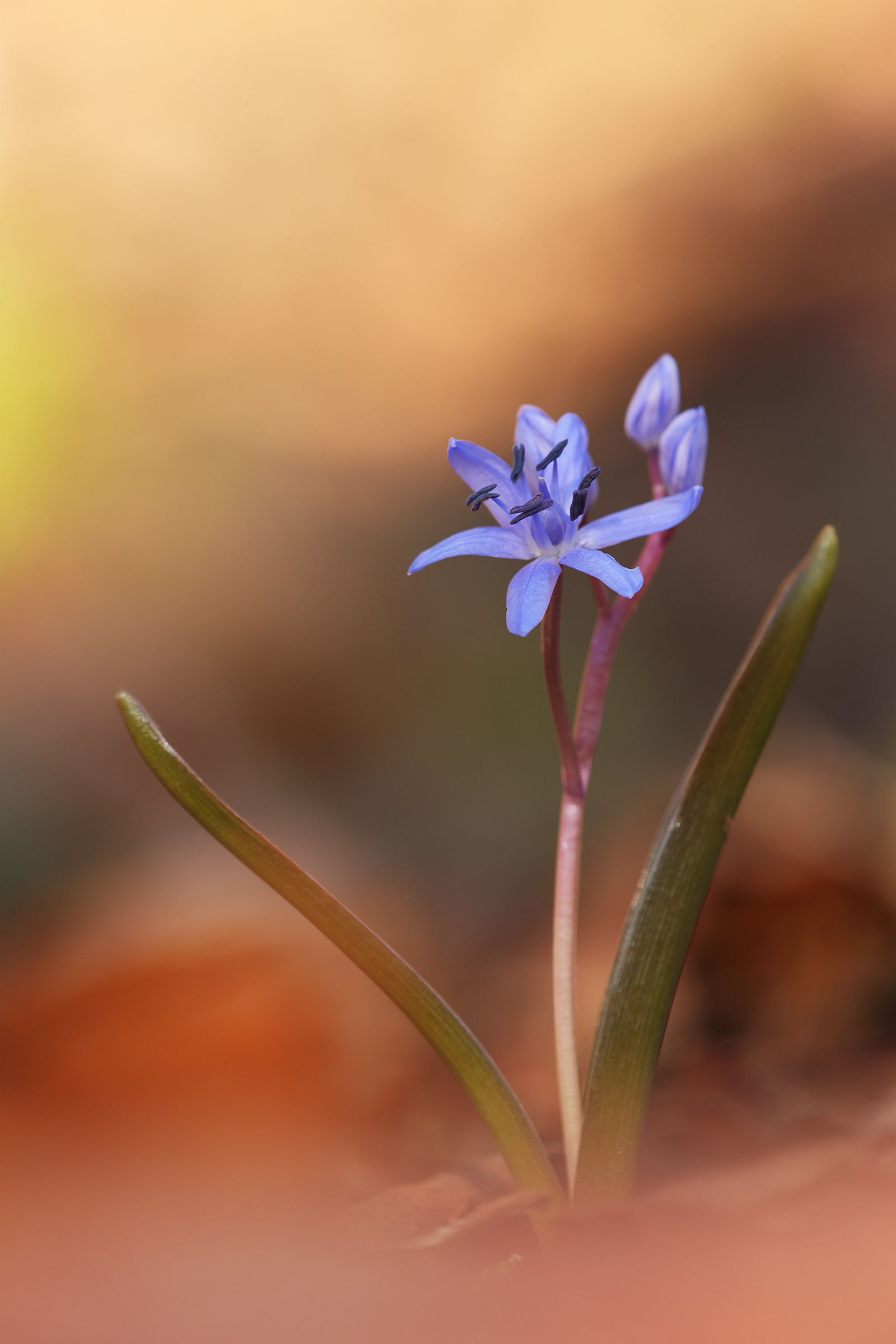 Scilla bifolia
