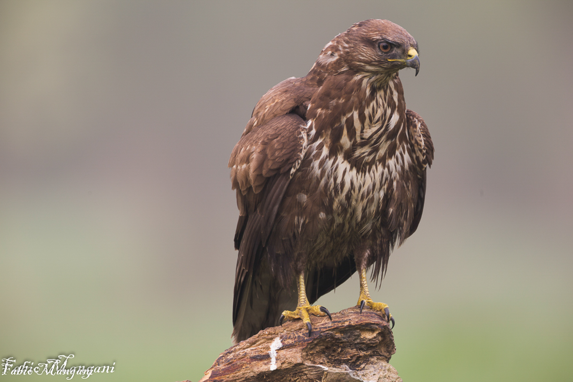 Poiana - Valle Argenta -