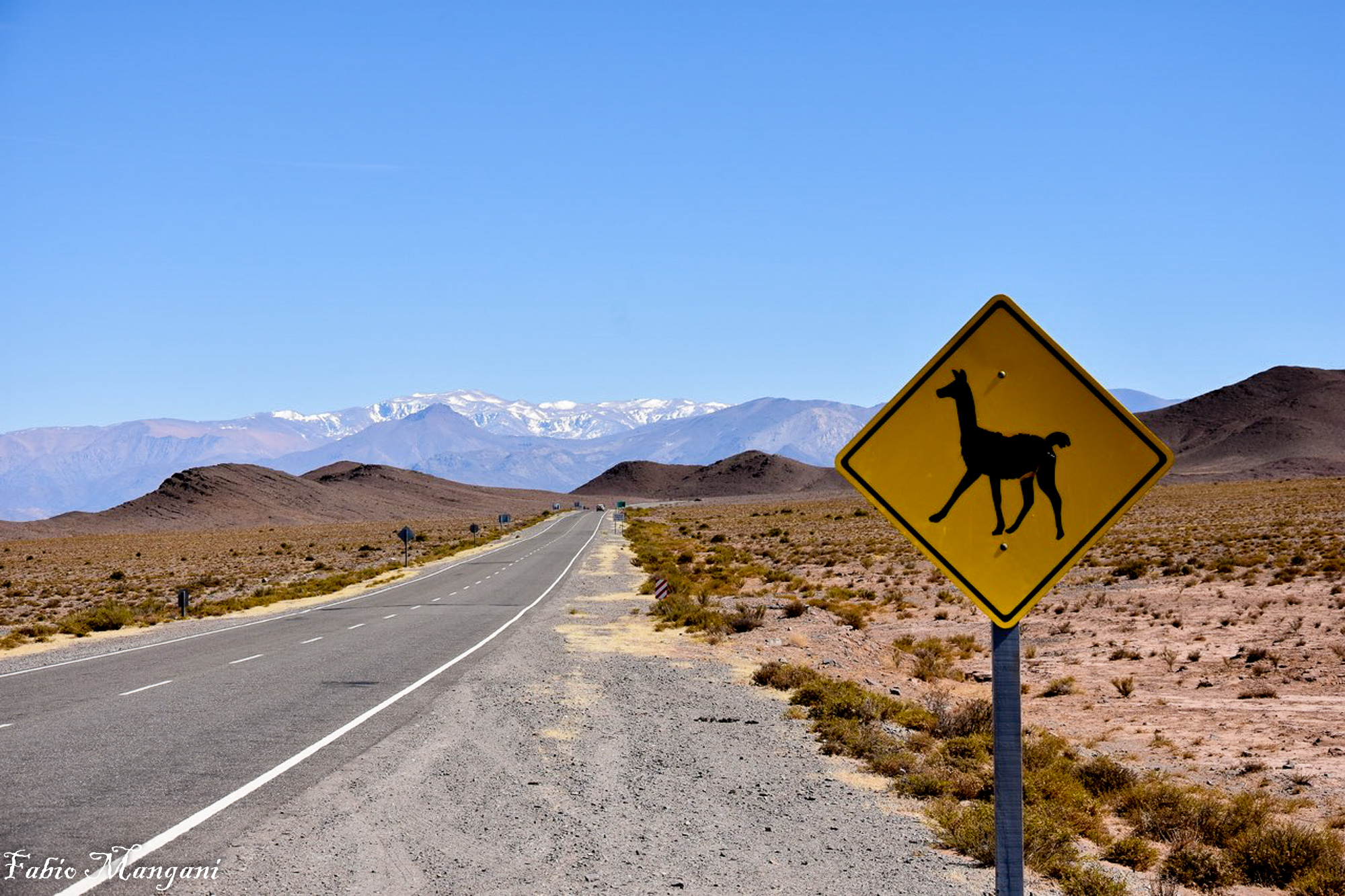 Pampa occhio al Guanacos...