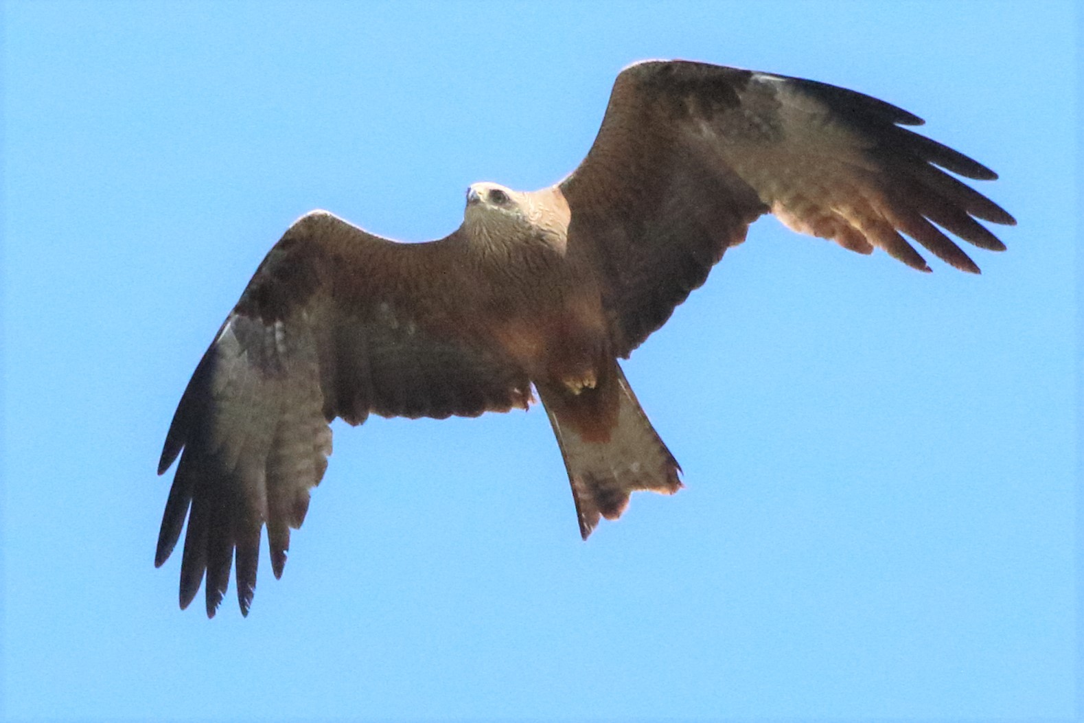 black kite