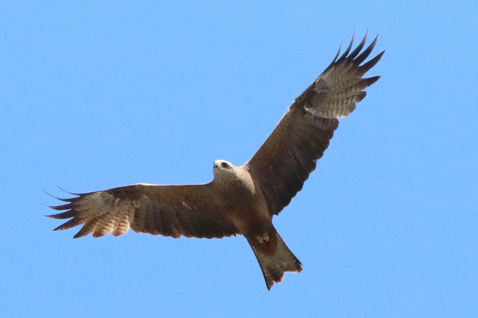 black kite