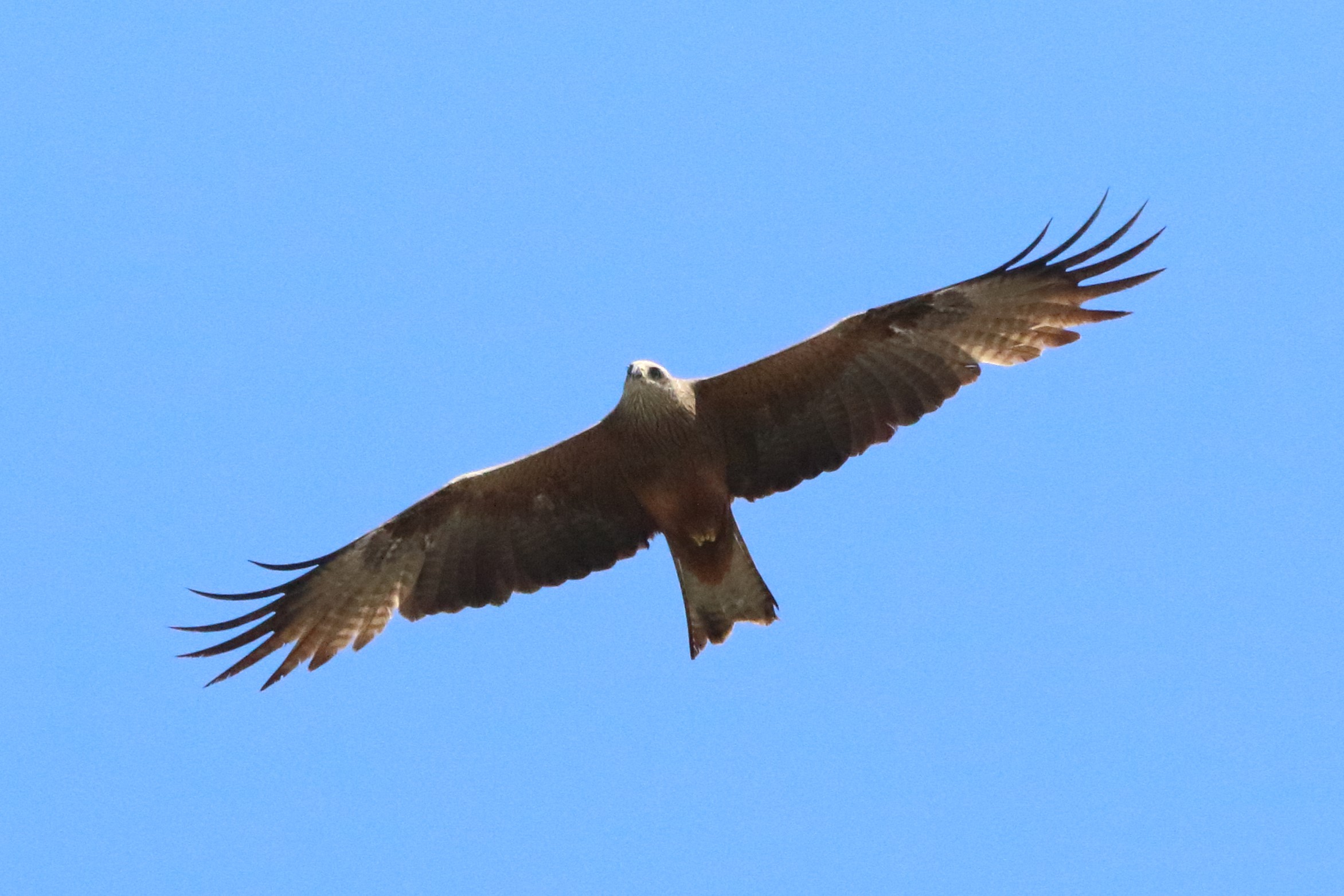 black kite