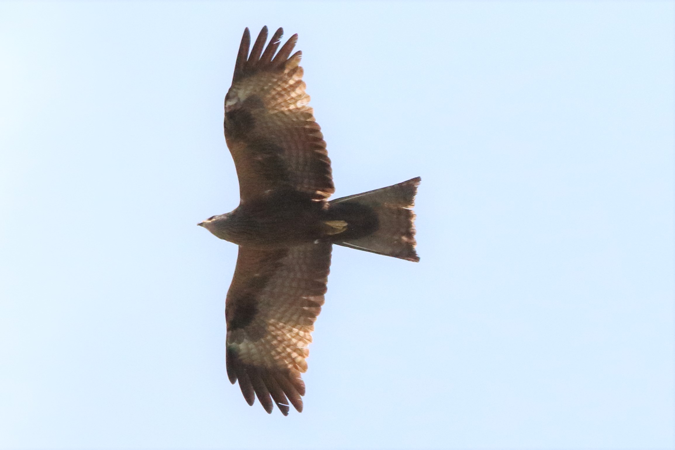 black kite