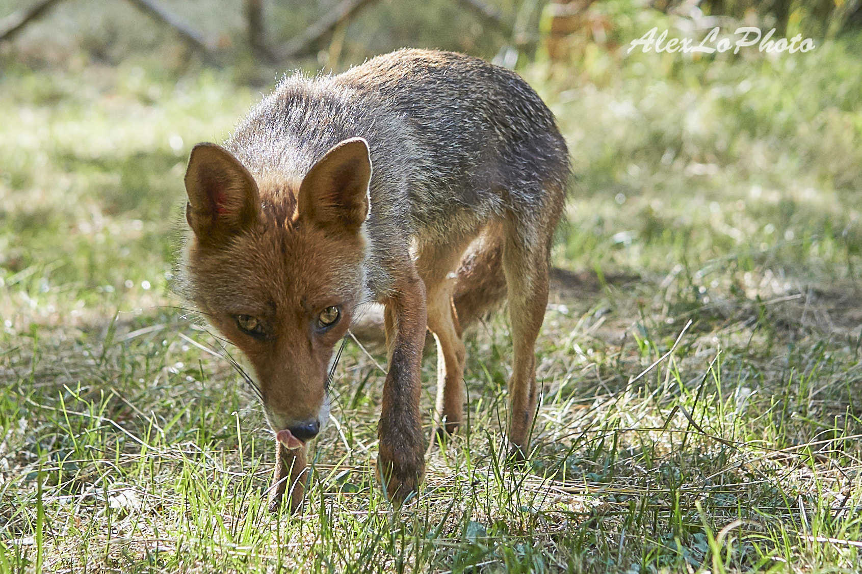 Volpe Rossa dell'Aspromonte