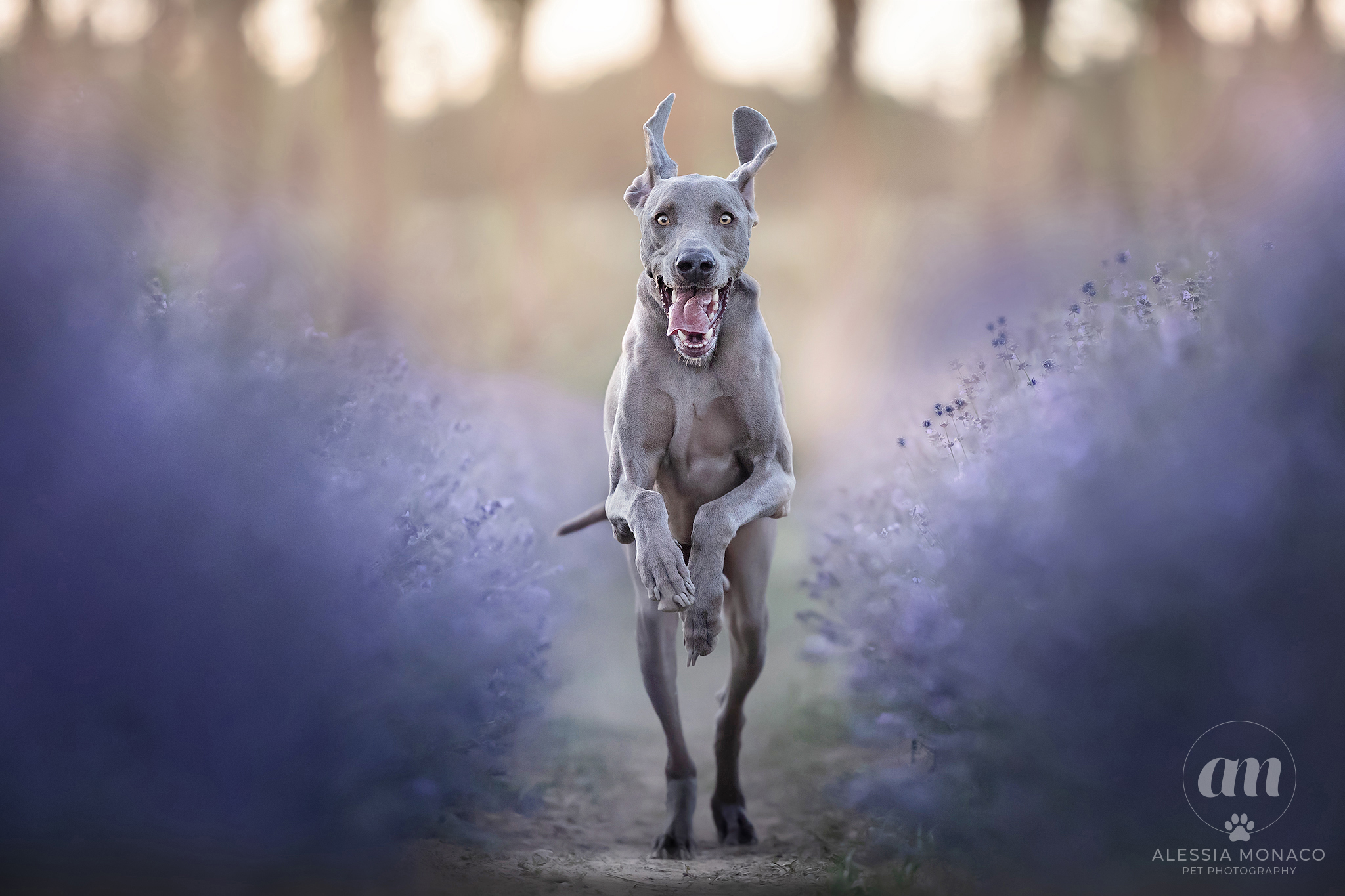 Weimaranosaurus Rex o Velociraner? ?