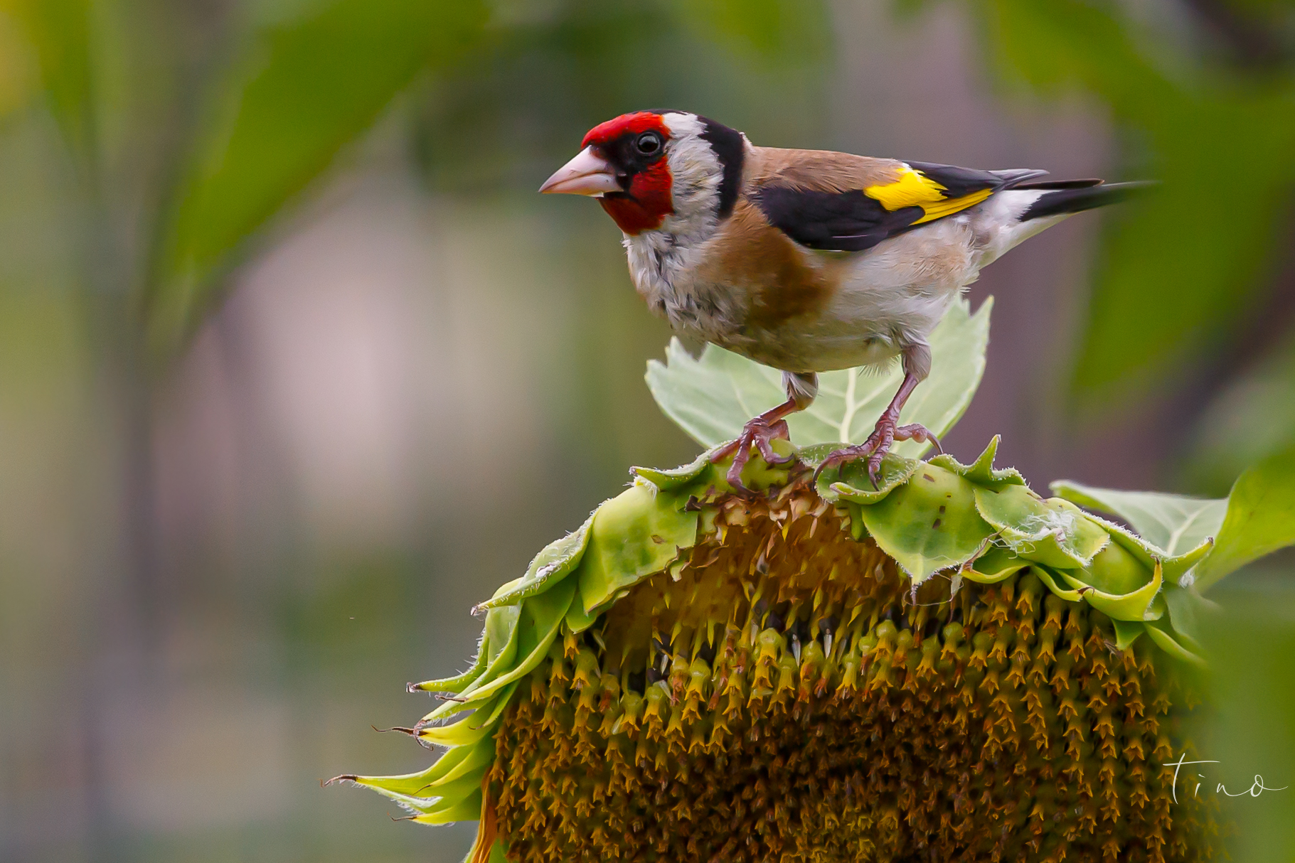 goldfinch
