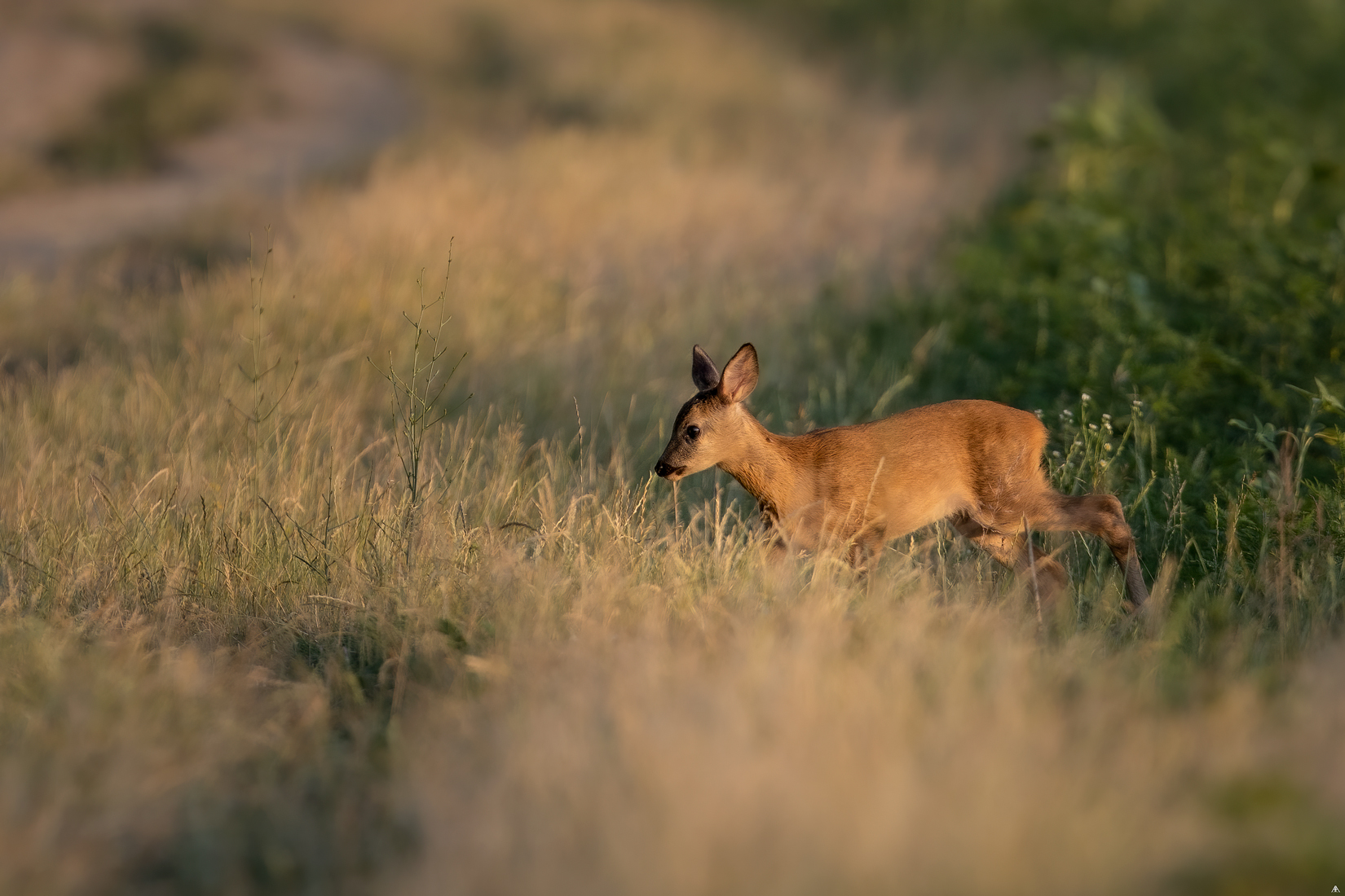 Roe deer cub