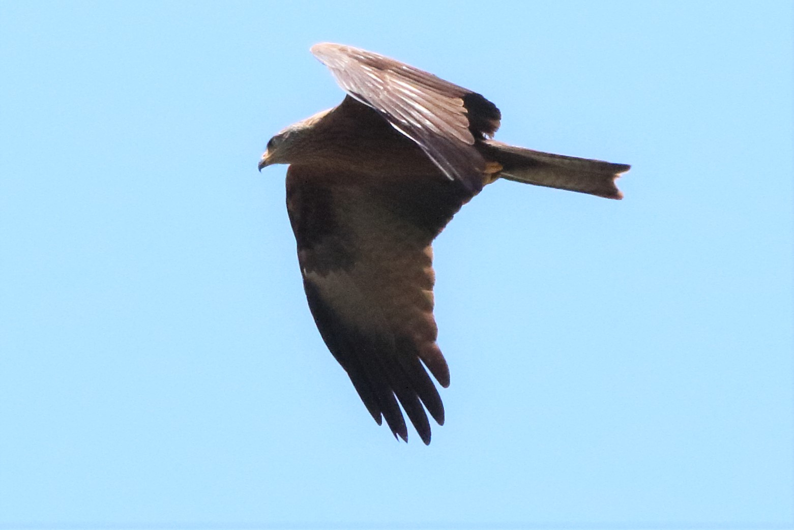 black kite