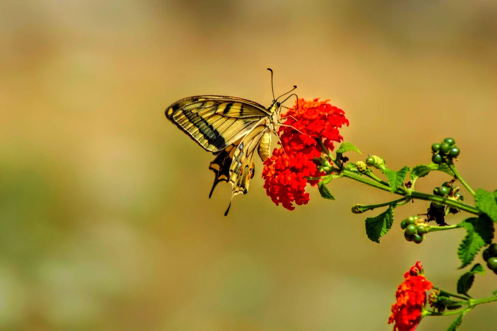 " Butterflies fly on Juza "