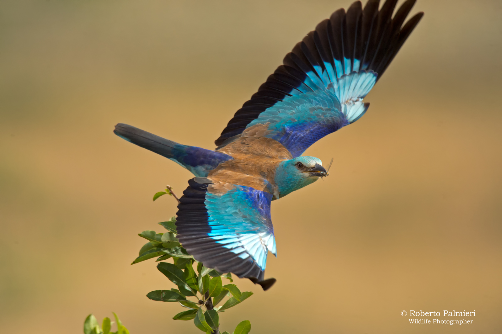 Sea Jay