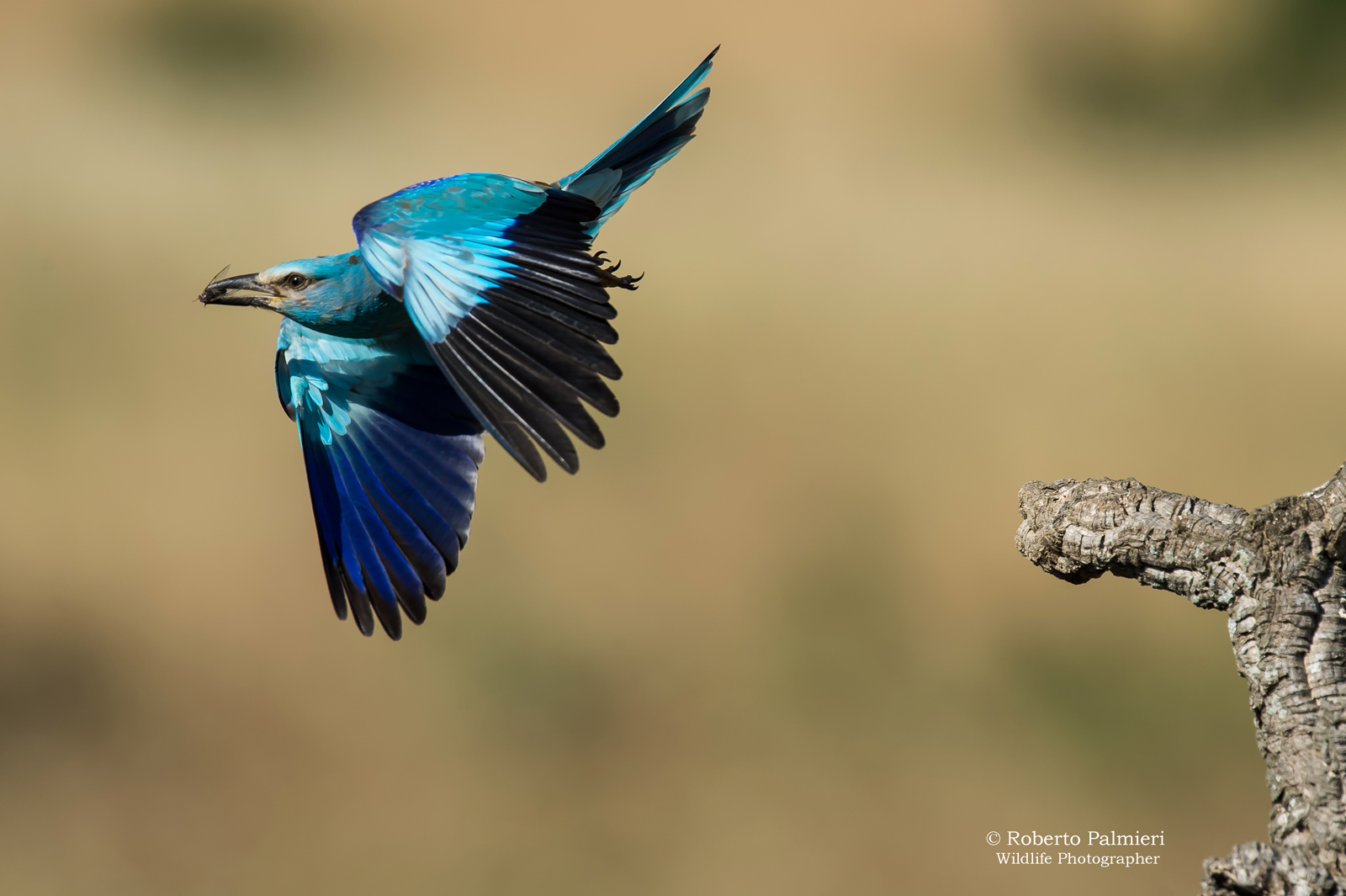 Sea Jay
