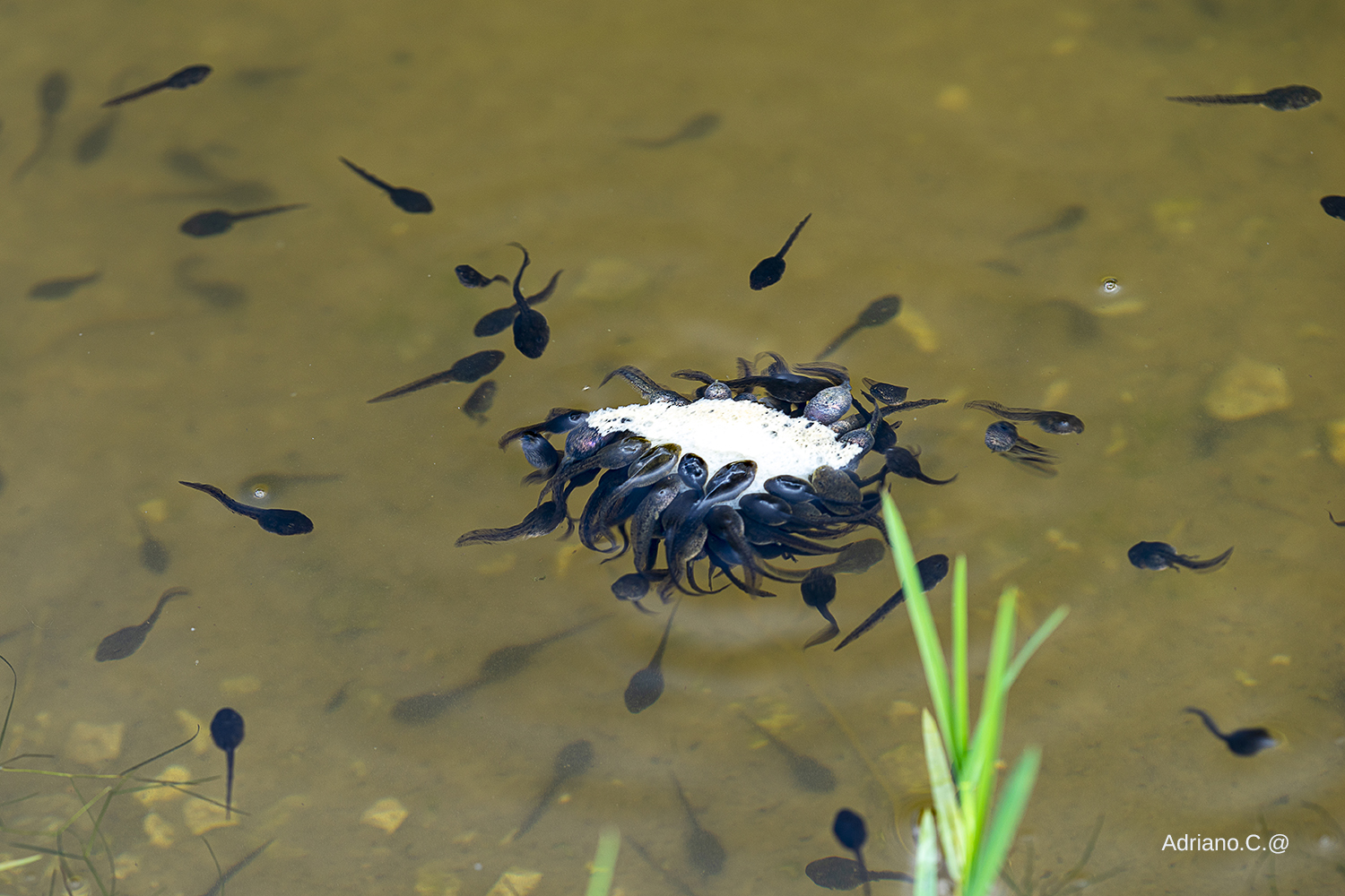 Tadpoles for lunch.