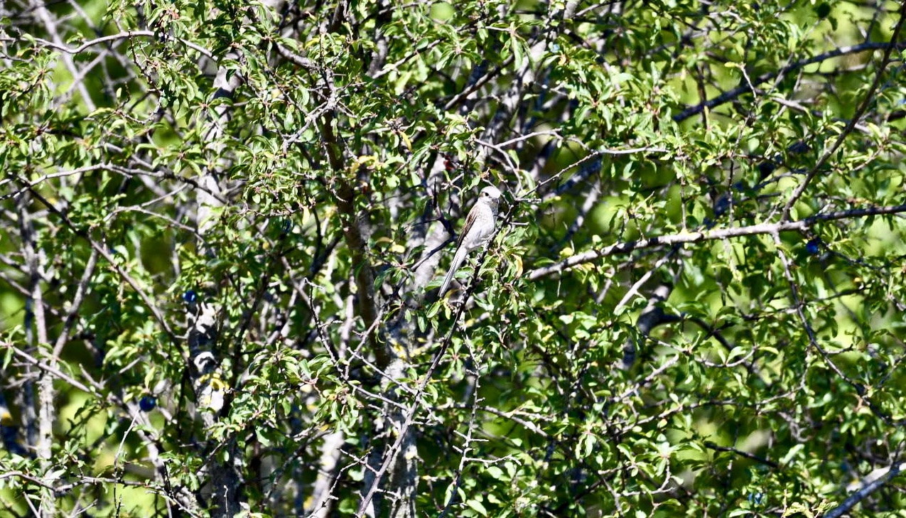 Having a small shrike - young -