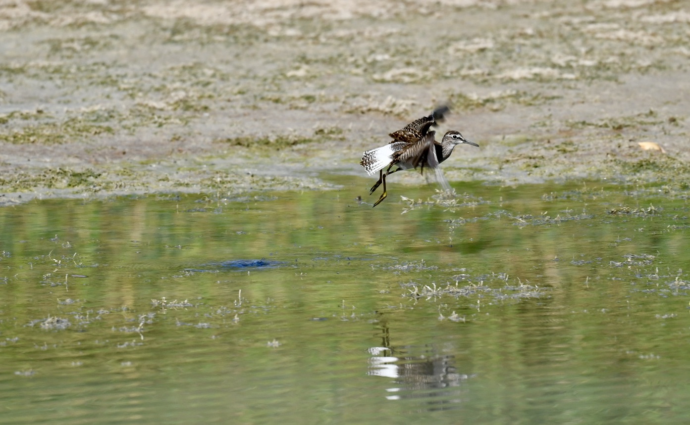 Piro Piro Boschereccio in flight 1