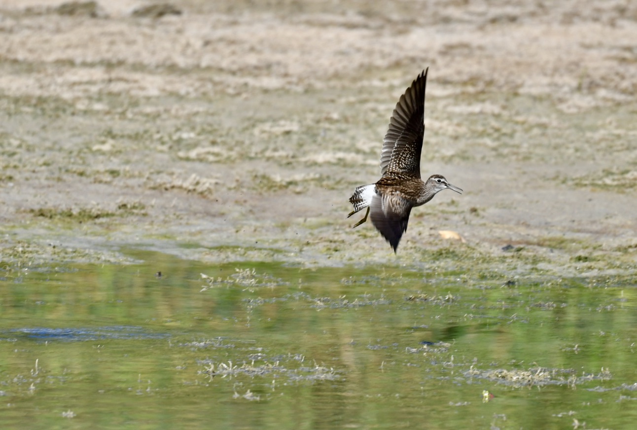 Piro Piro Boschereccio in flight 2