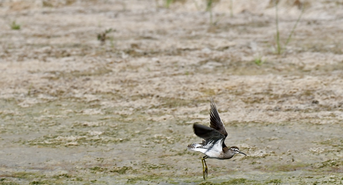 Piro Piro Boschereccio in flight 4