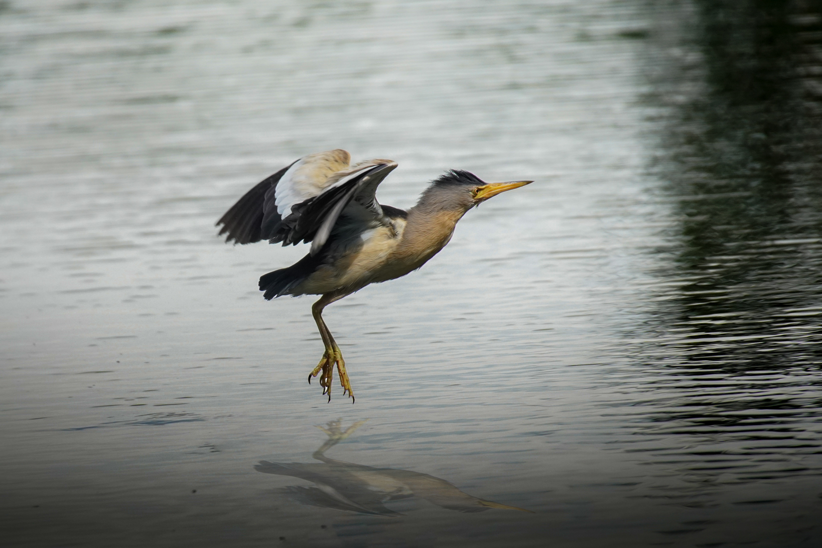 little bittern
