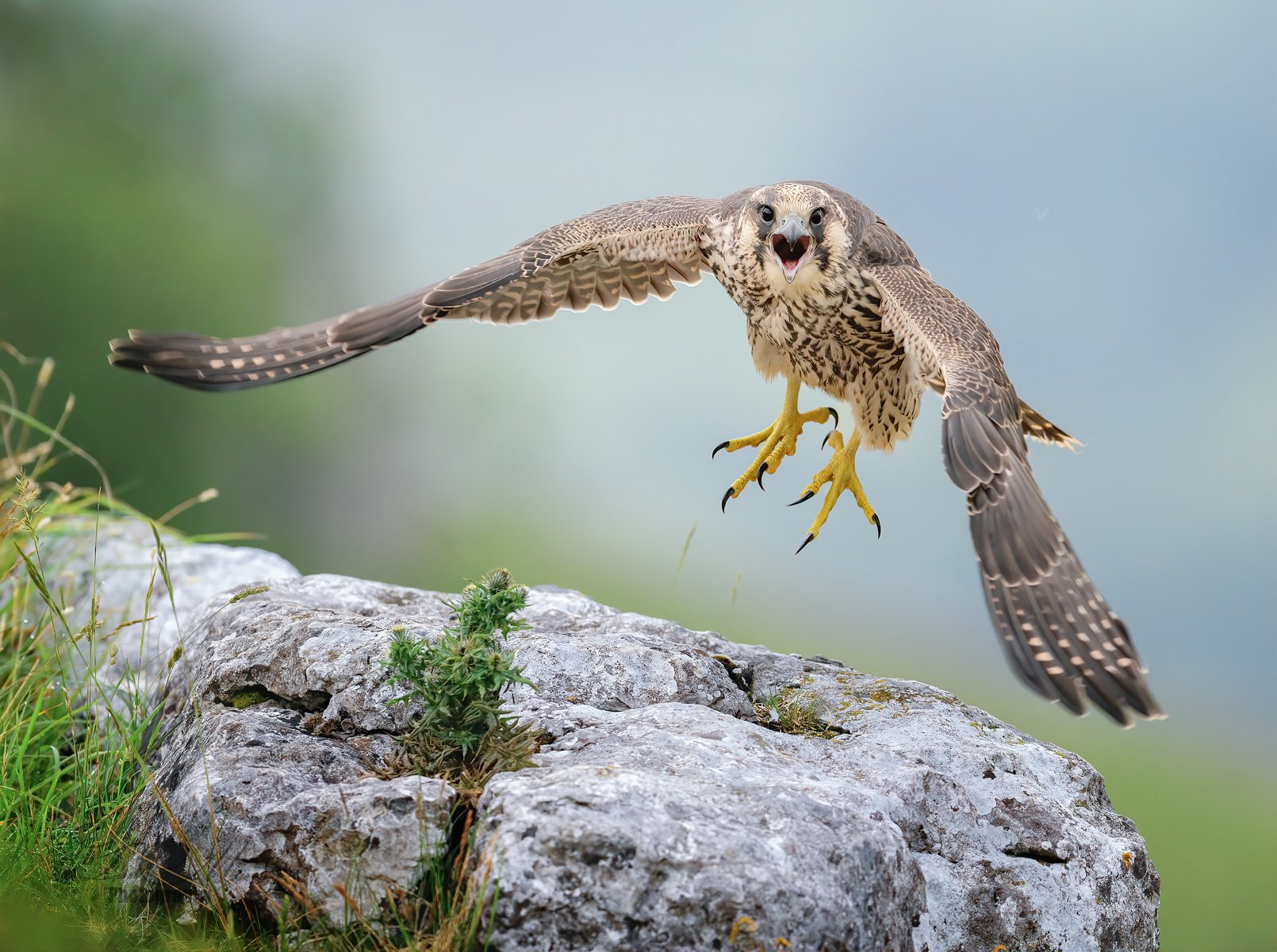 Young Peregrine Demands