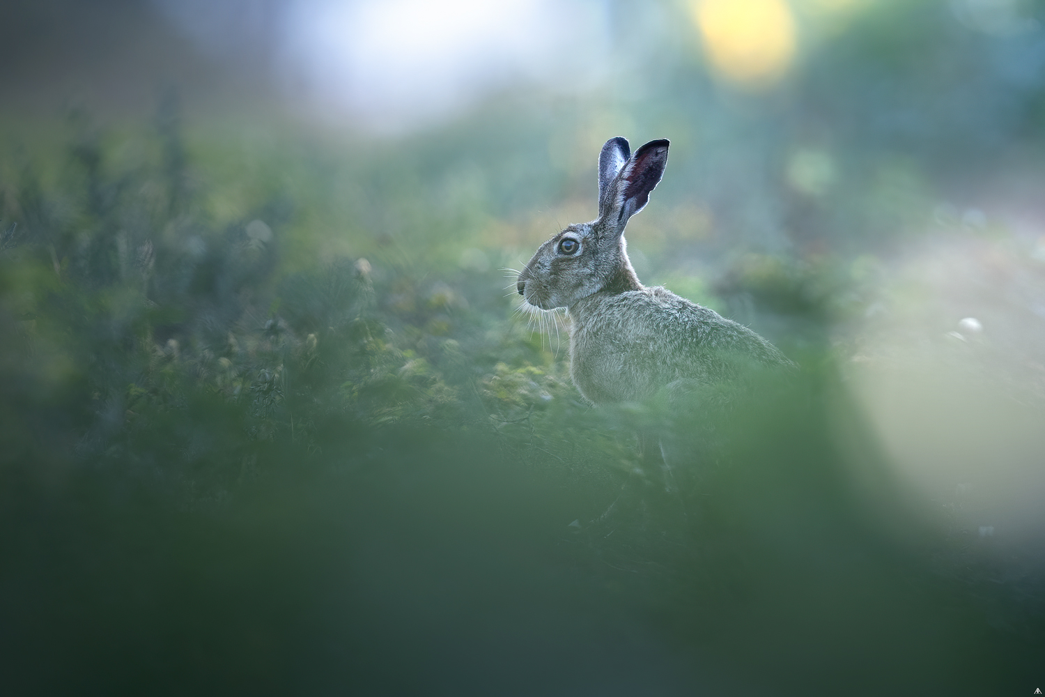Lepus europaeus