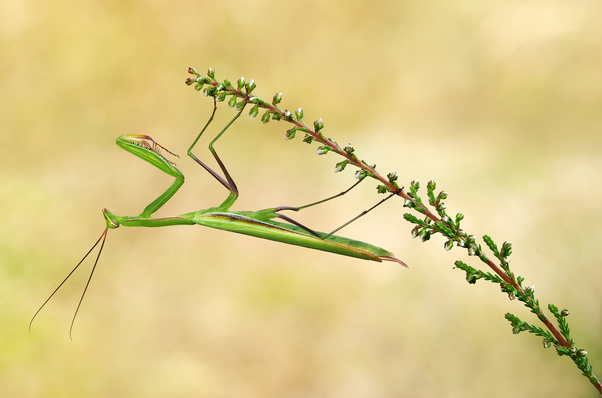 praying mantis