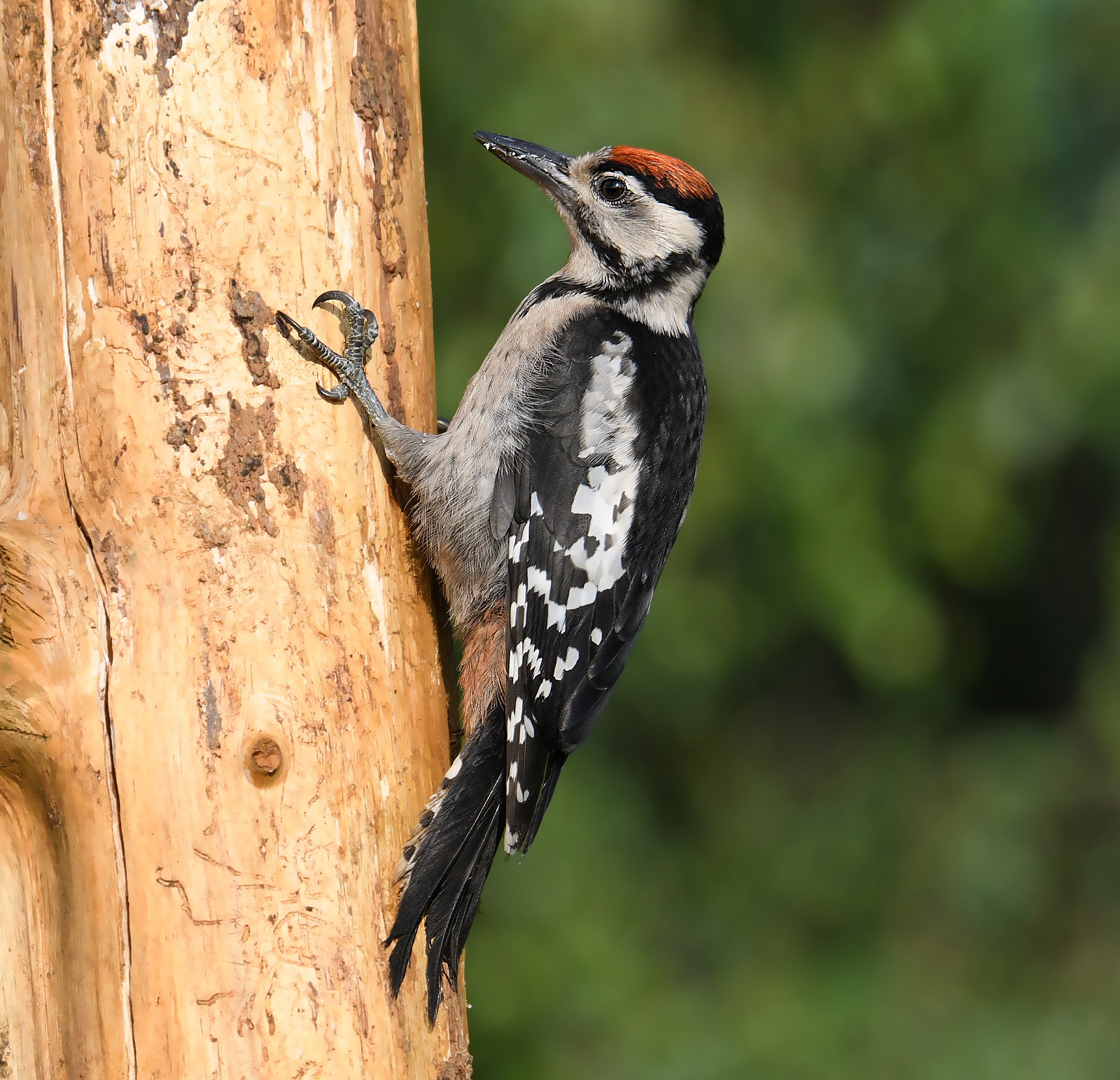 May spotted woodpecker
