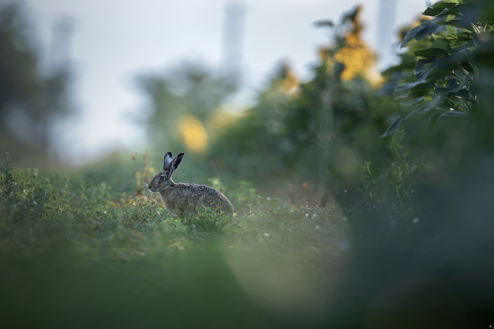 Lepus europaeus