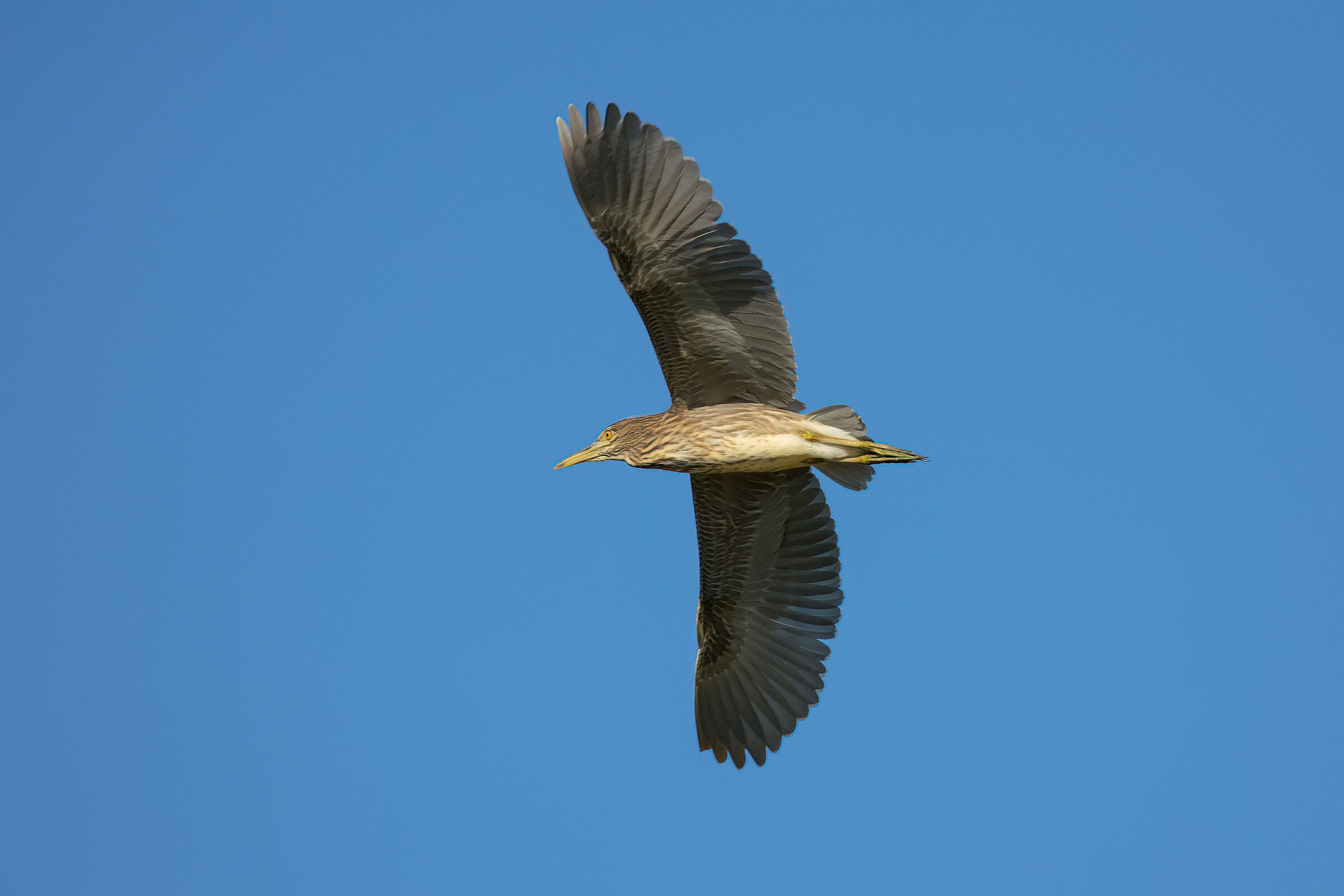 Niticora Juvine in Volo