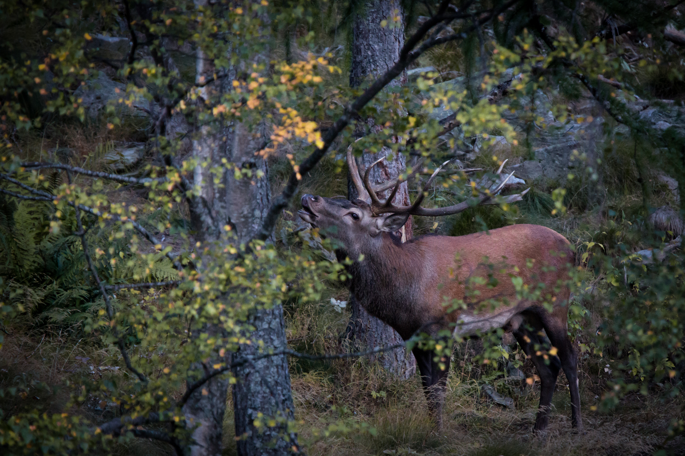 Early in the morning...