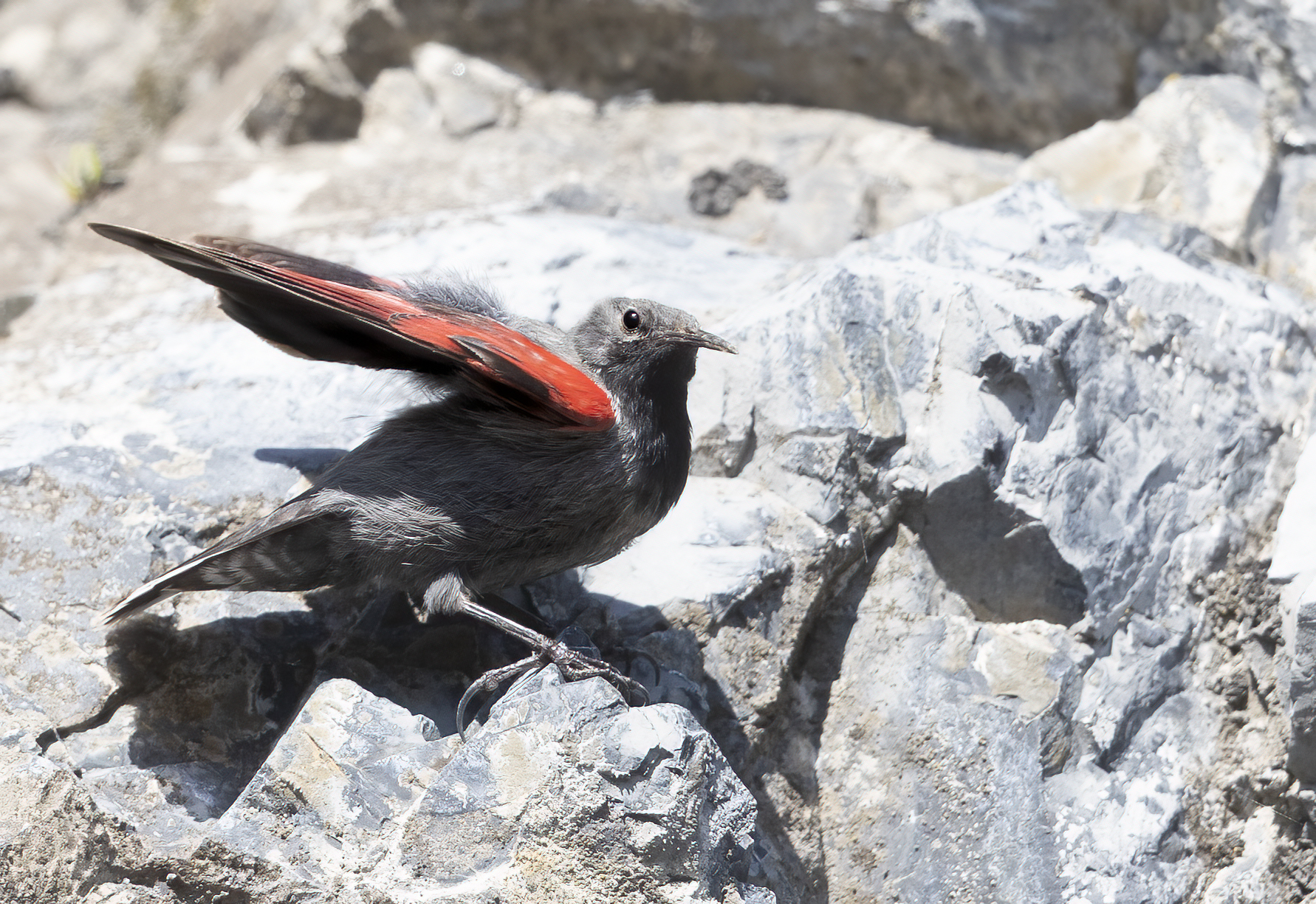picchio muraiolo in livrea sbatte le ali