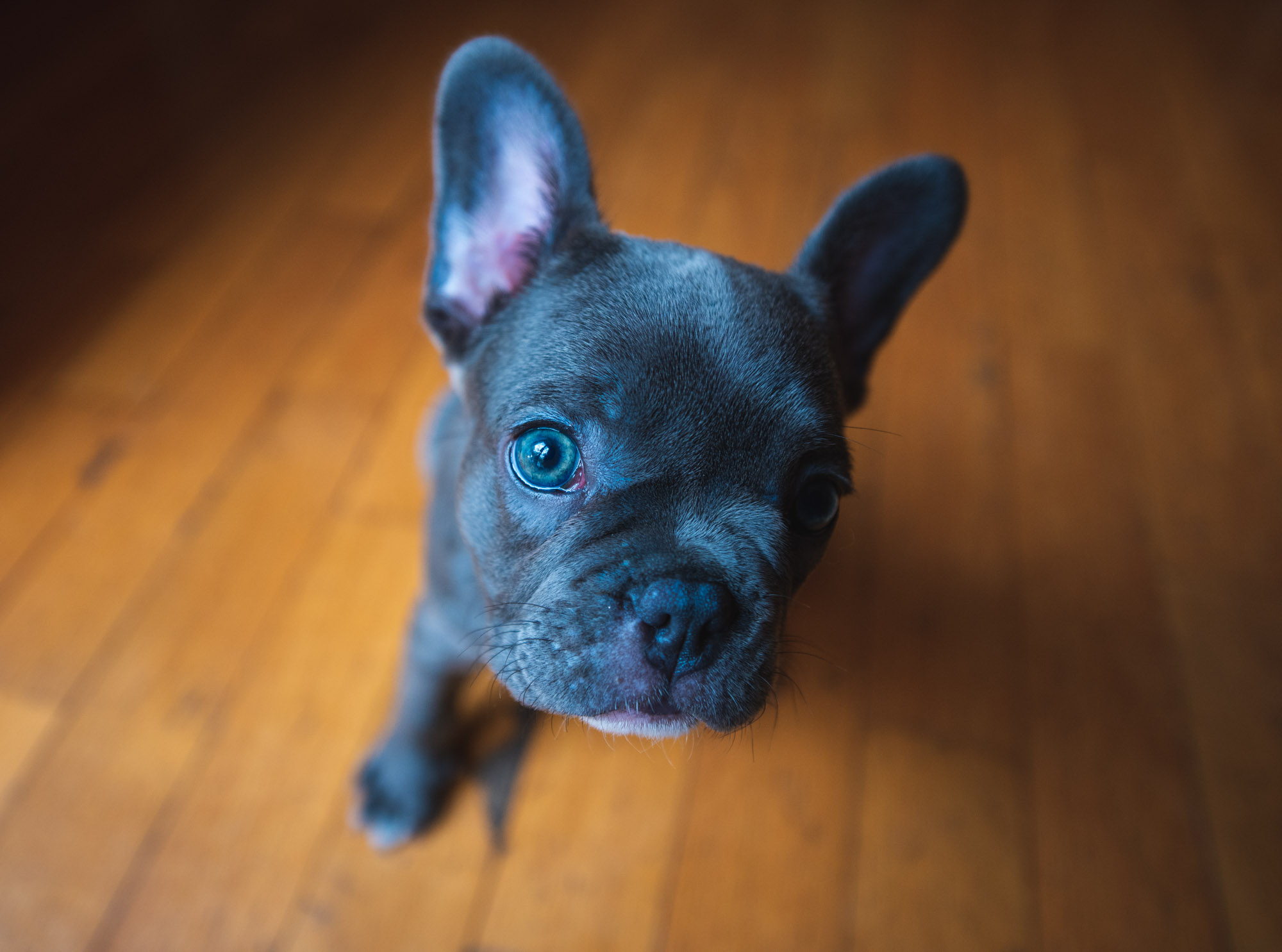 Little Dog