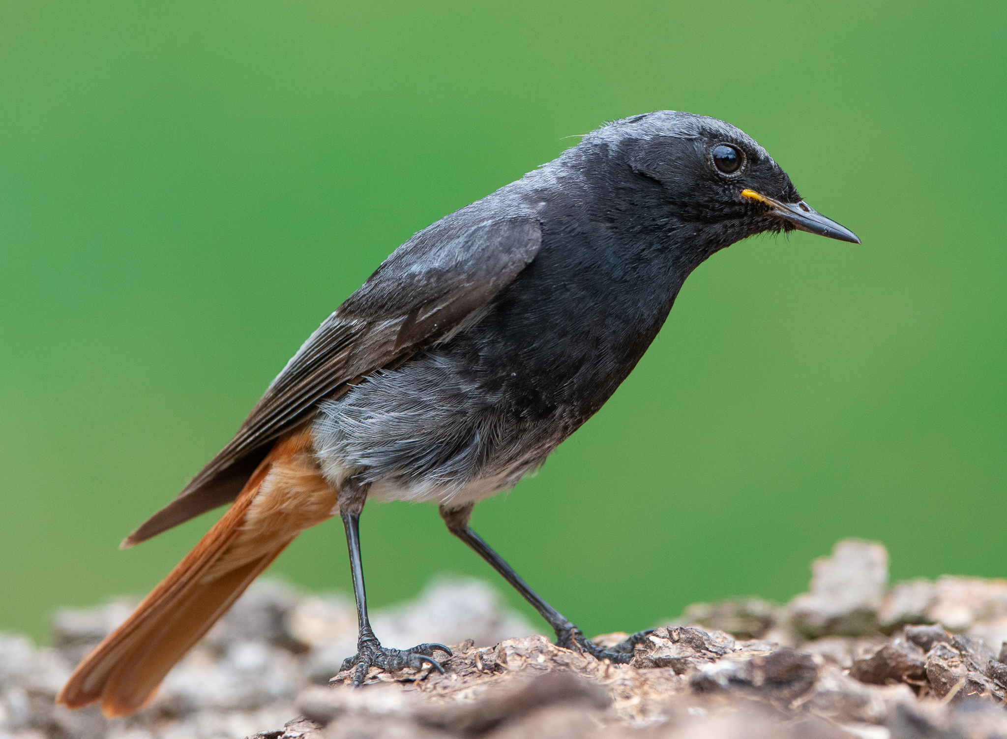 Codirosso spazzacamino