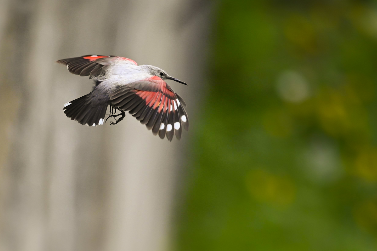 Picchio muraiolo femmina