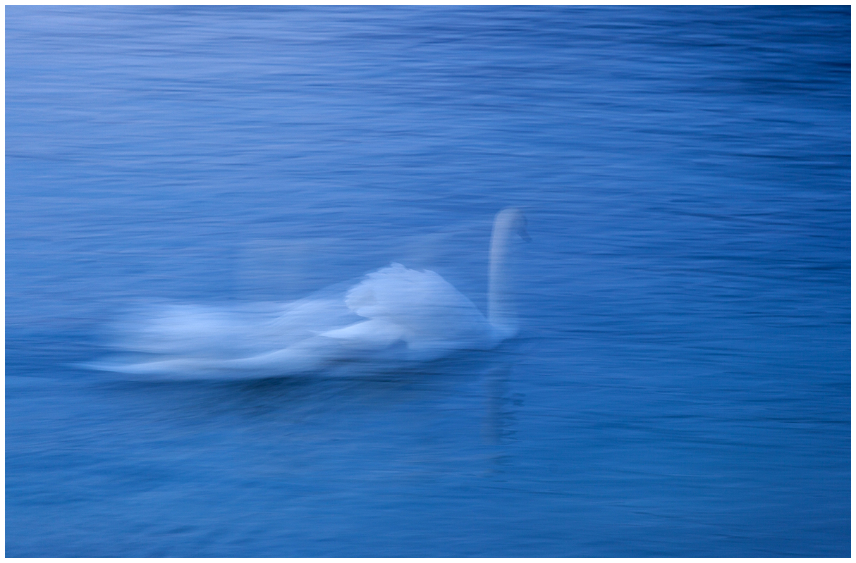 like a ghost glides over the lake