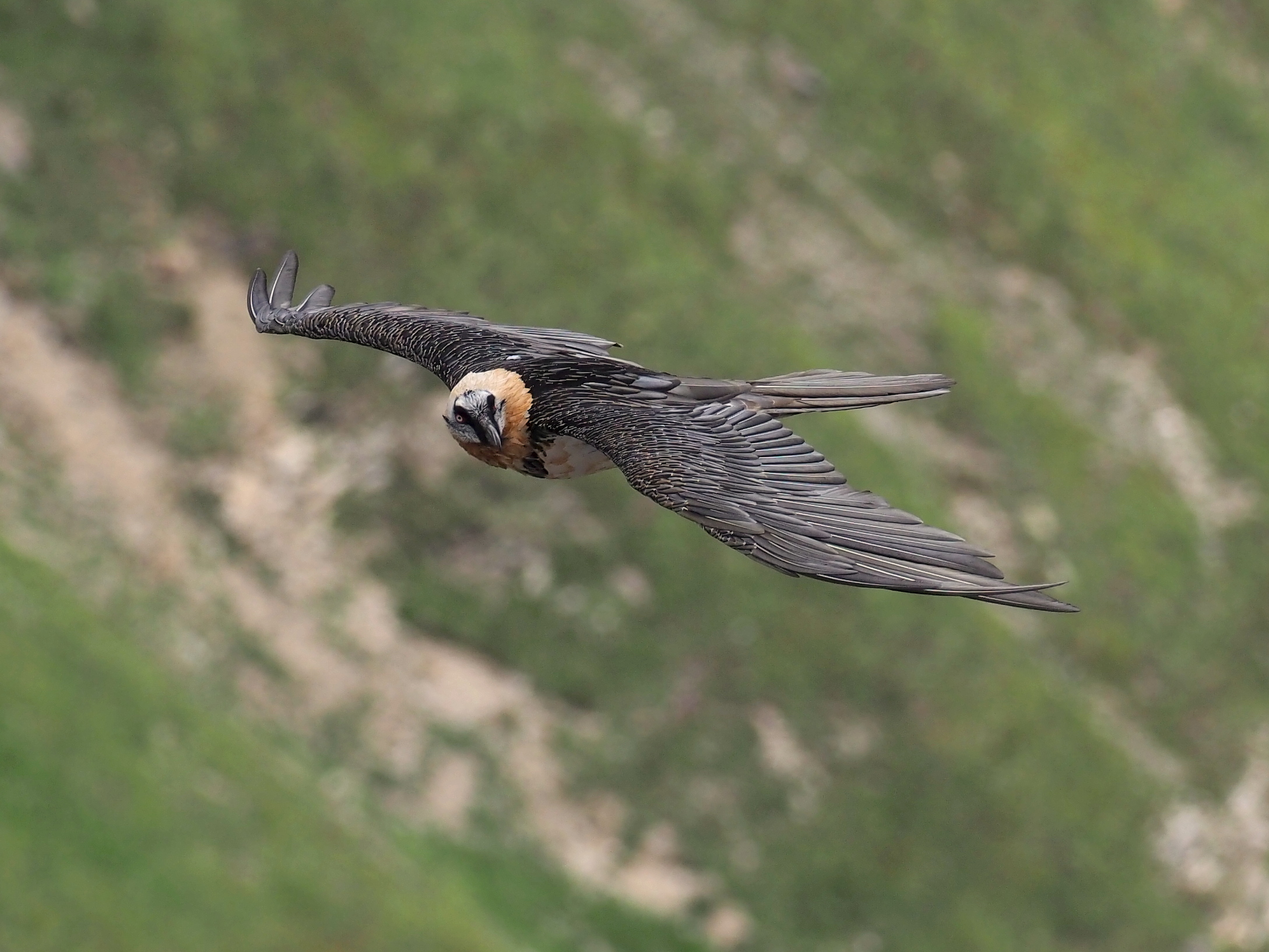 Bearded vulture