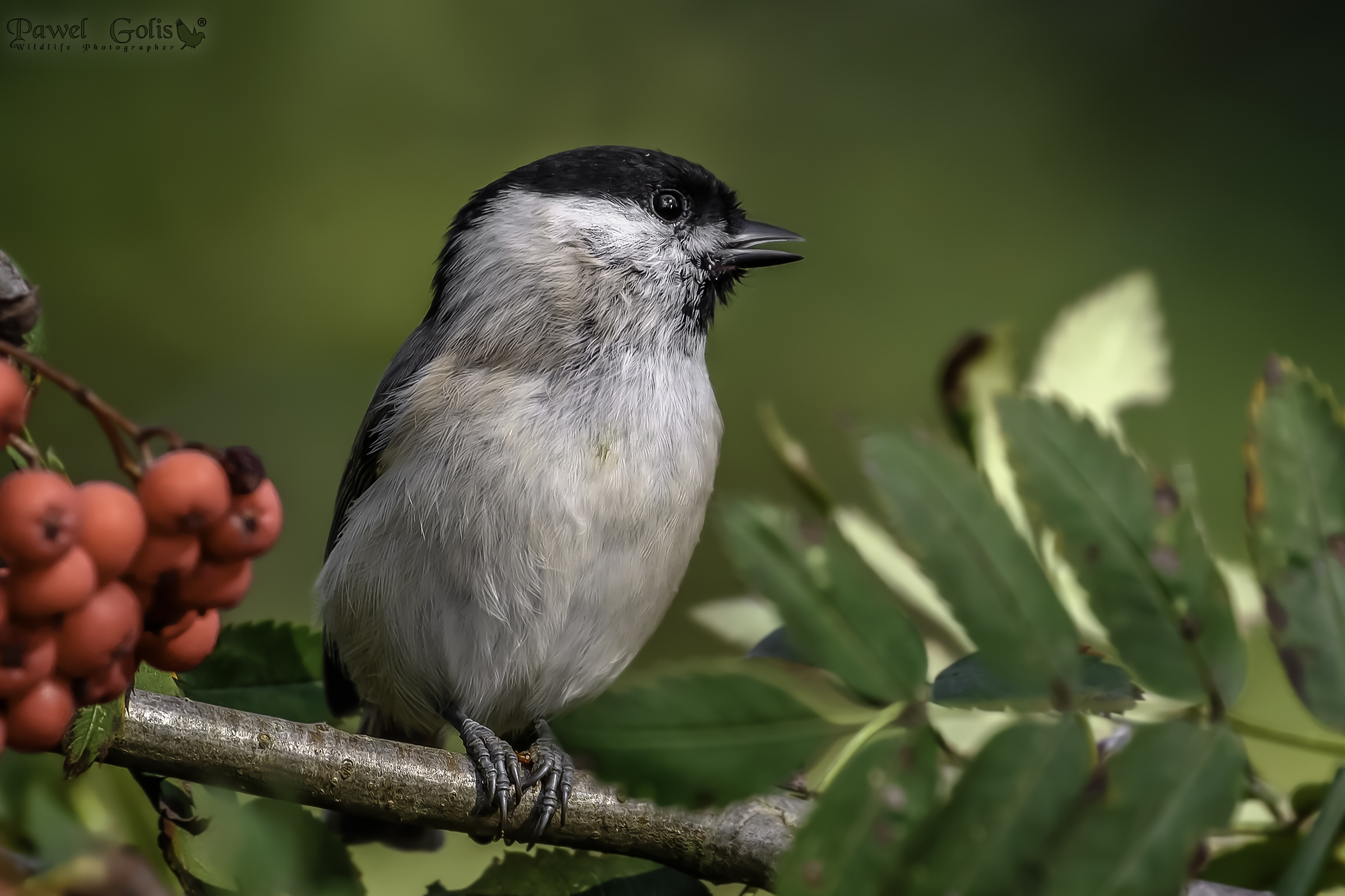 Tit di salice (Parus montanus)