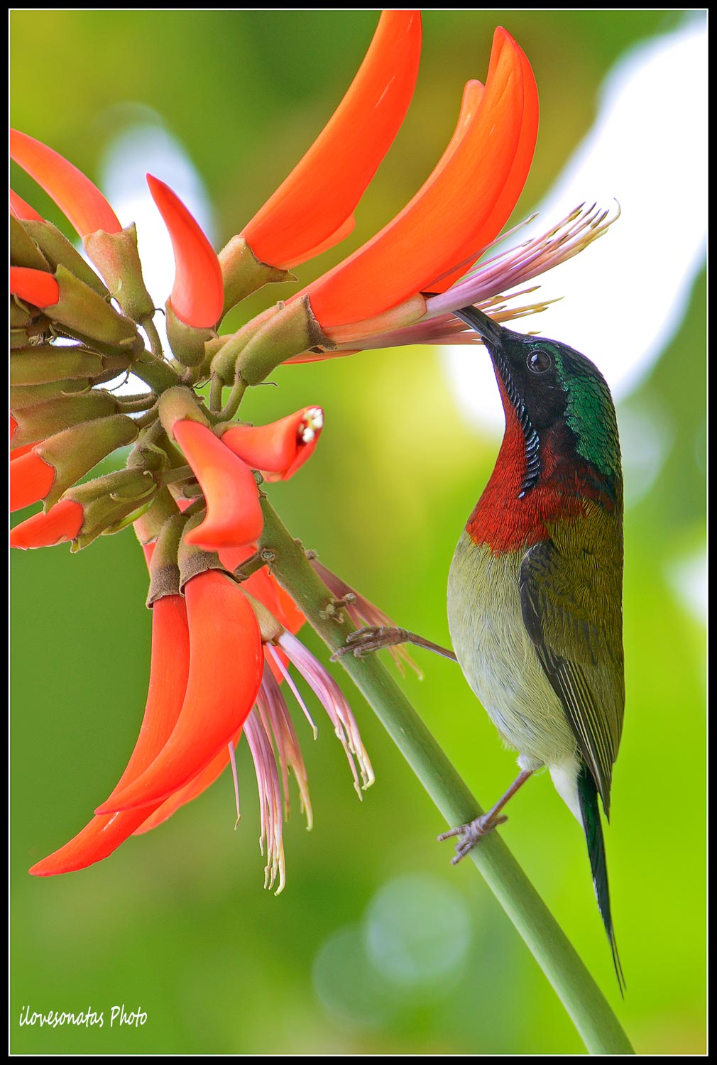 Sunbird 1